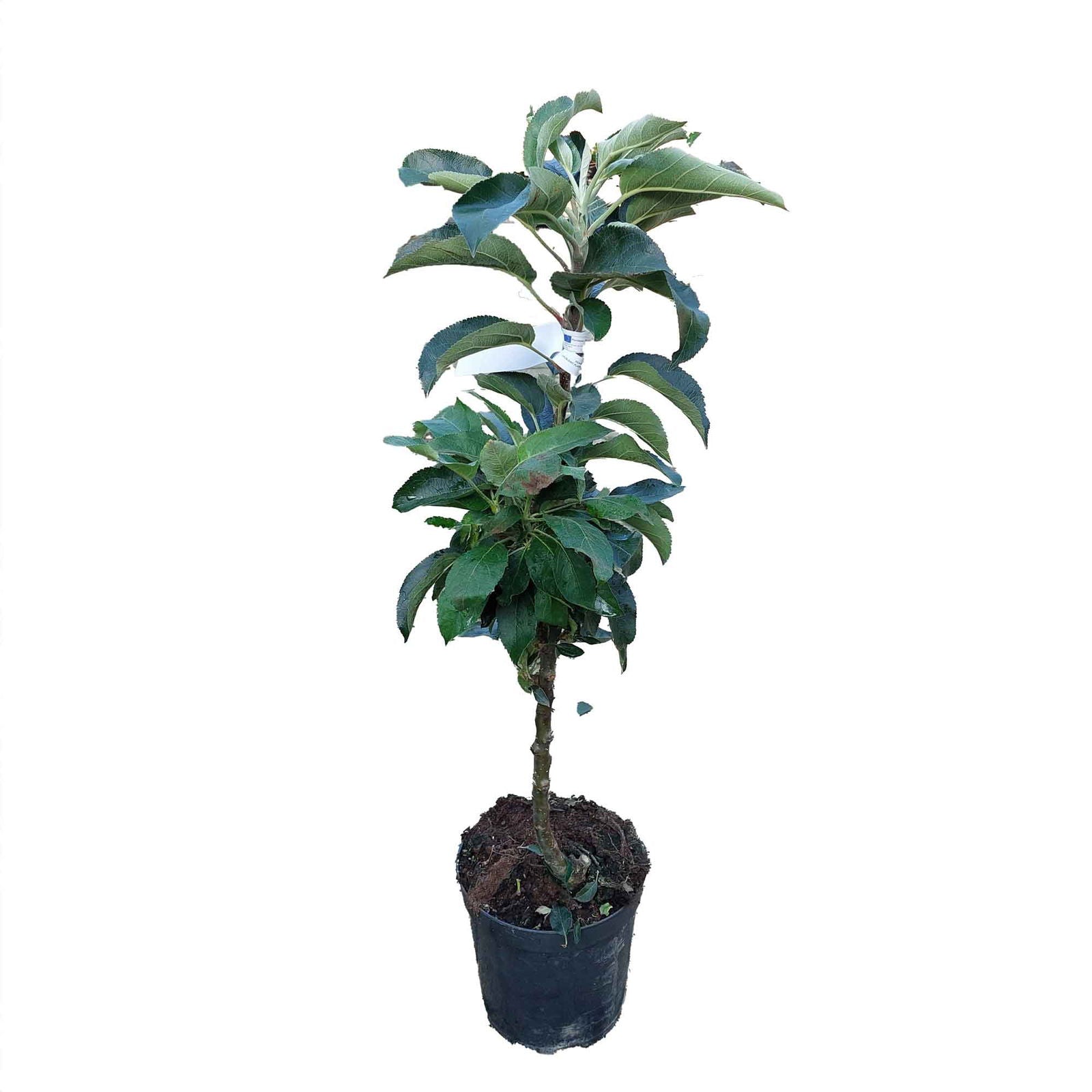 Pillar apple - Malus domestica 'Redcats' M7