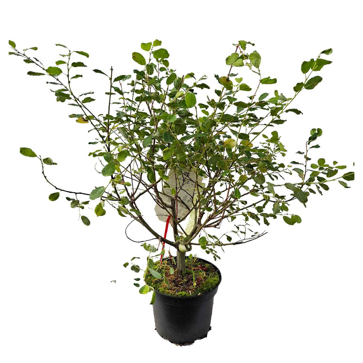 Salix aurita 30/40 C3