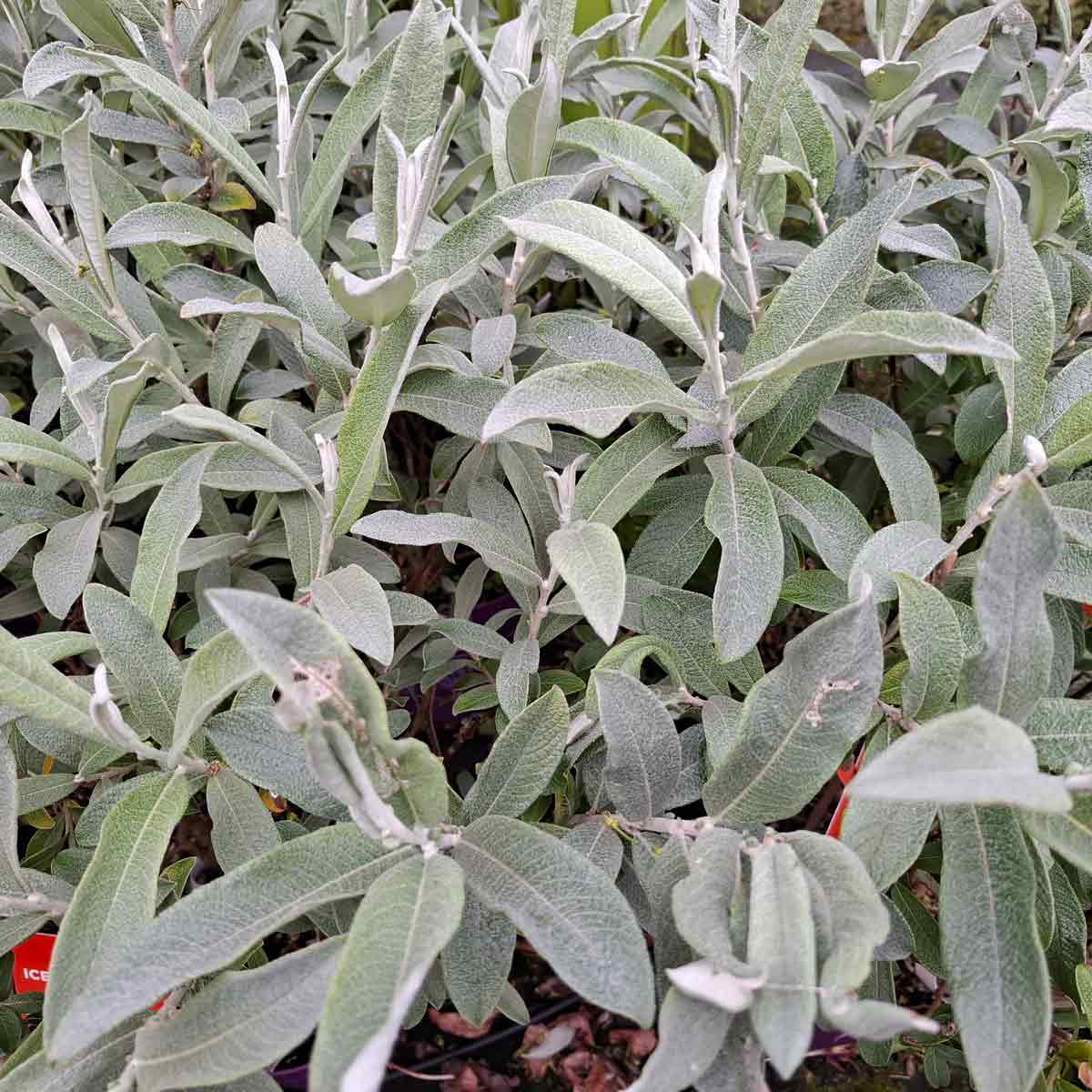 Salix FE® 'Iceberg Alley' 40-50 C3