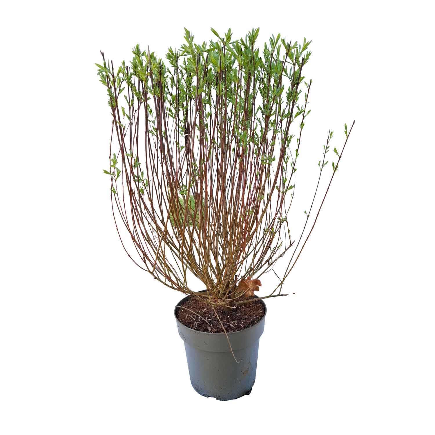 Salix purpurea 'Nana' C4,6 50-60 CM