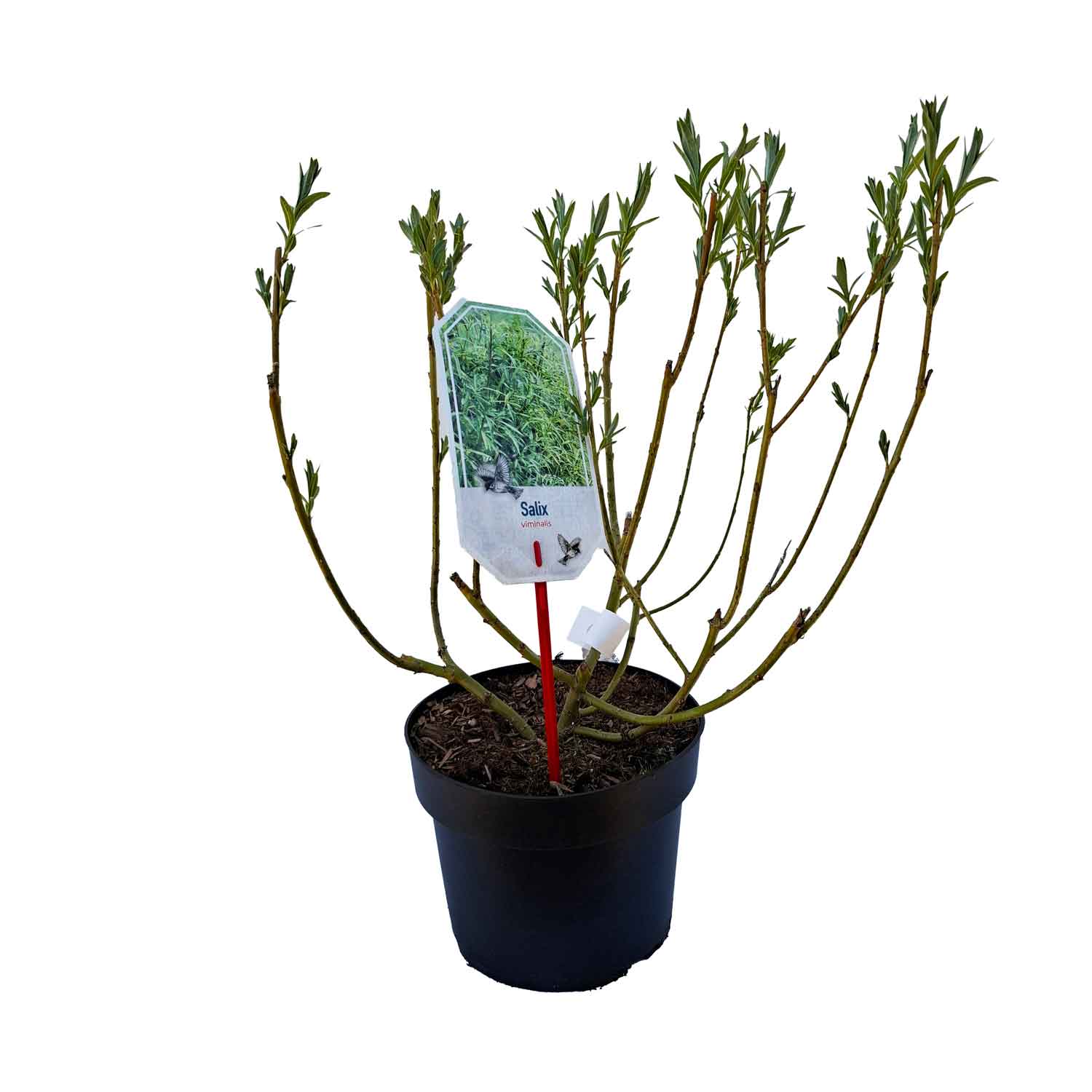 Salix viminalis 30/40 C3