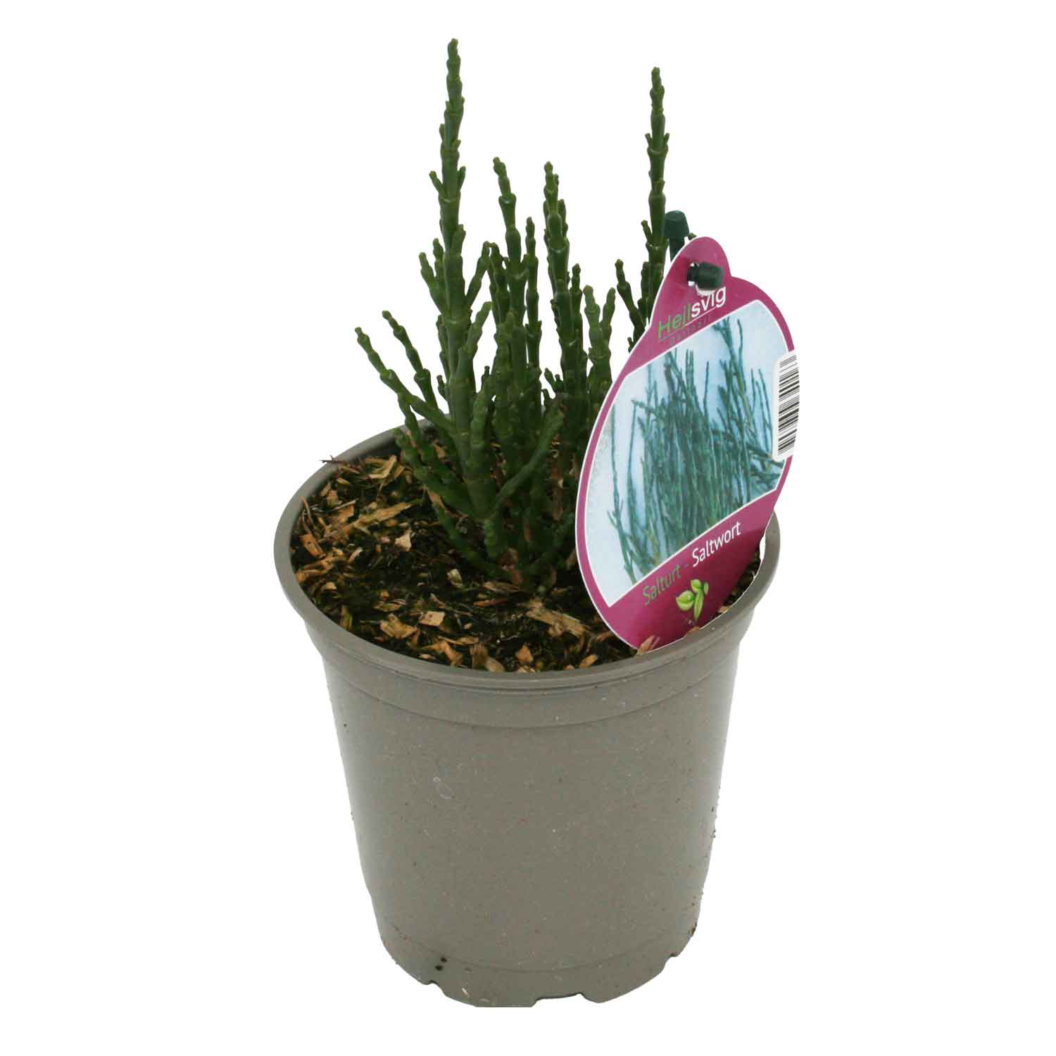 Salicornia europaea/salturt 12cm
