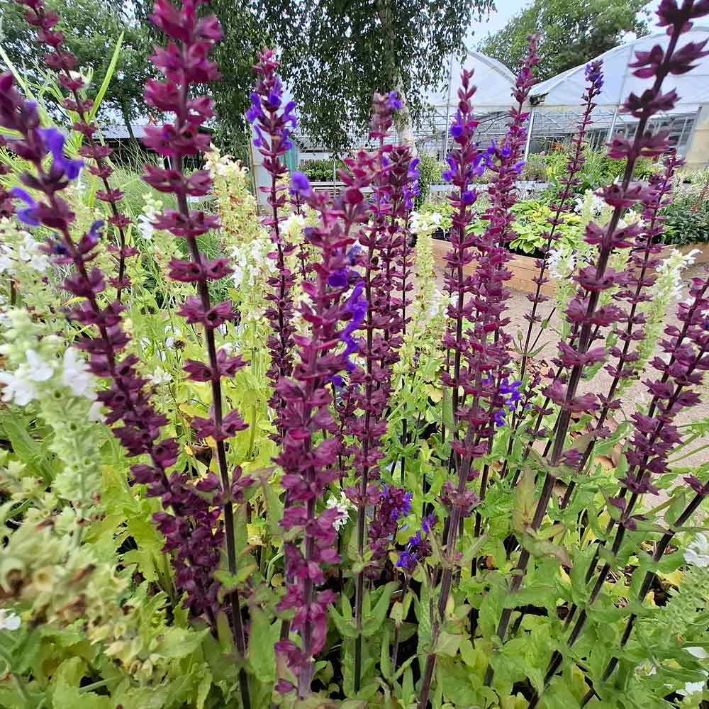 Salvia nemorosa 'Caramia' 1L