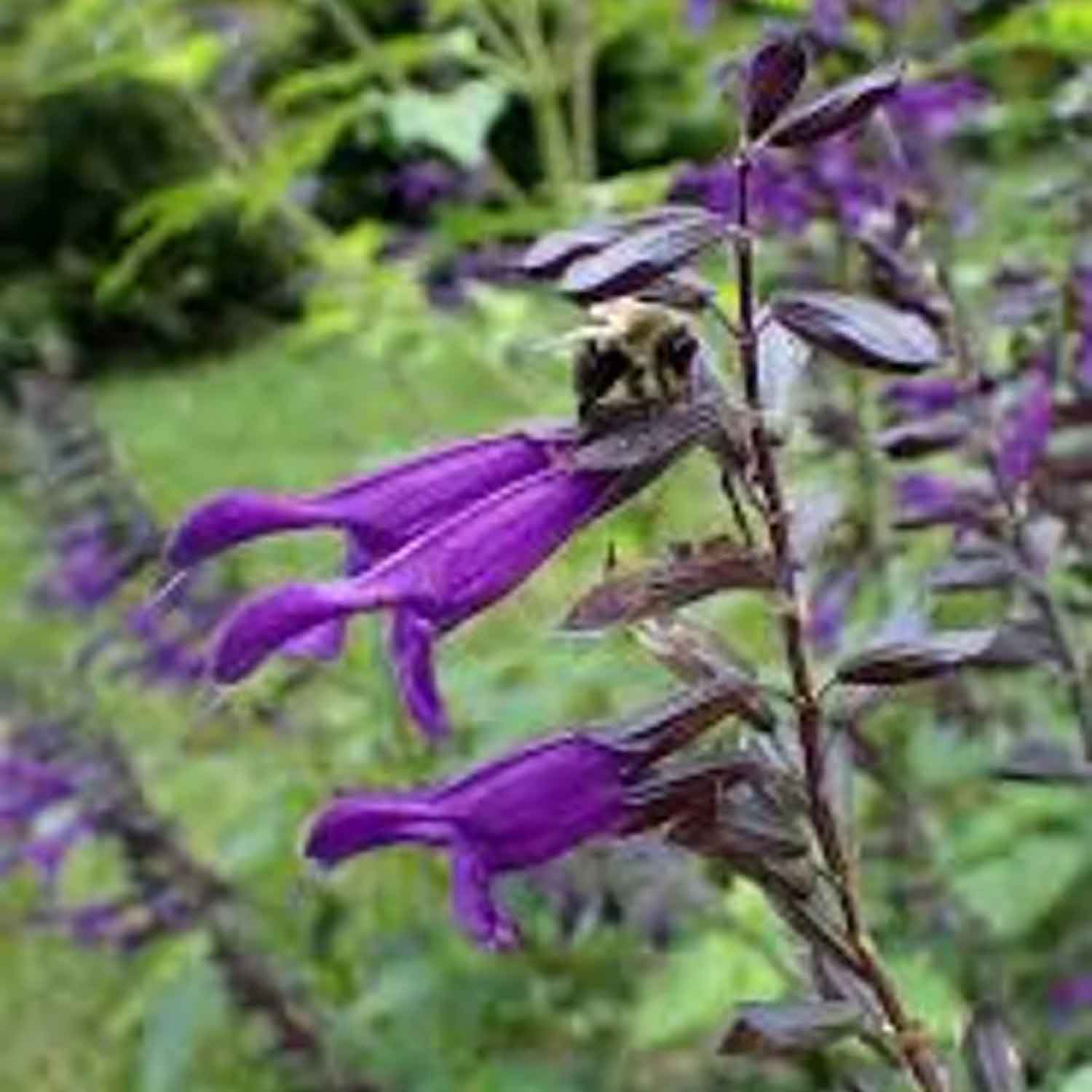 Salvia Pink Amistad P9