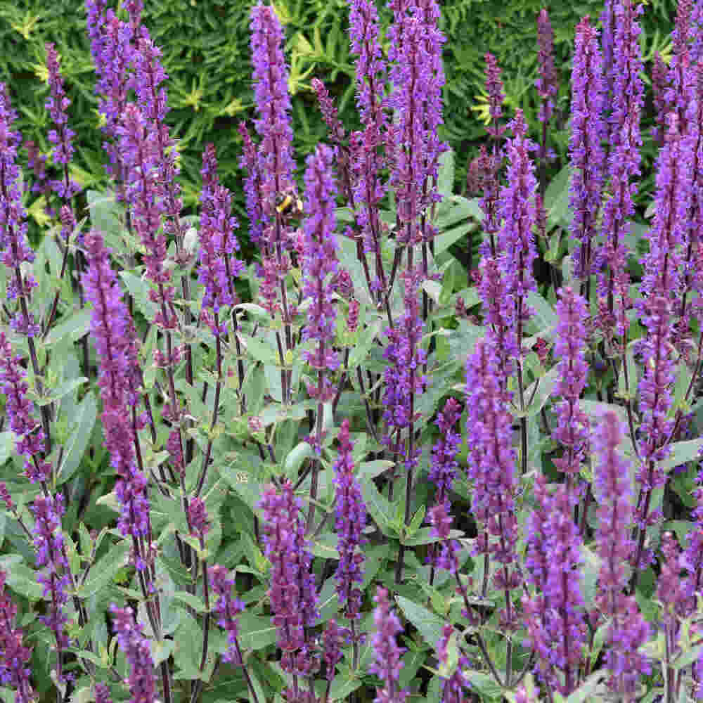 Salvia nem. 'Caradonna' P9