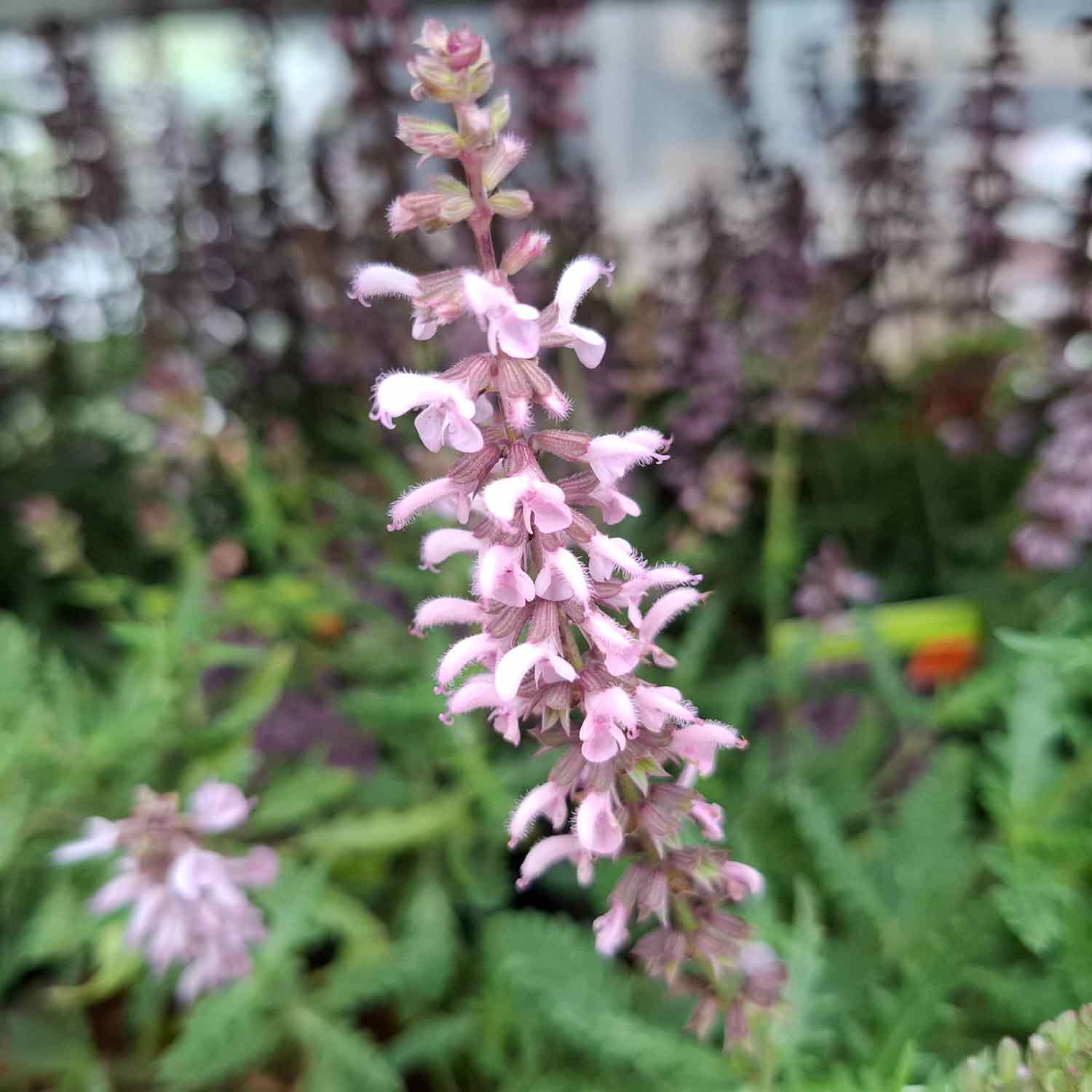 Salvia nemorosa 'Feathers Flamingo' 1L