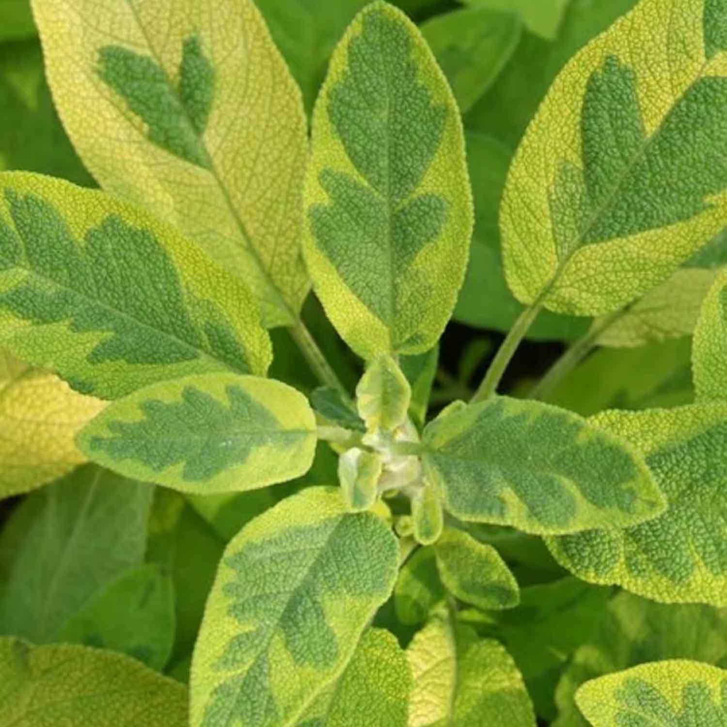 Salvia off. 'Icterina' P9