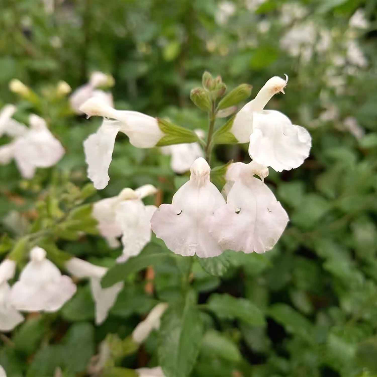 Salvia micr. 'Glaciers' P9