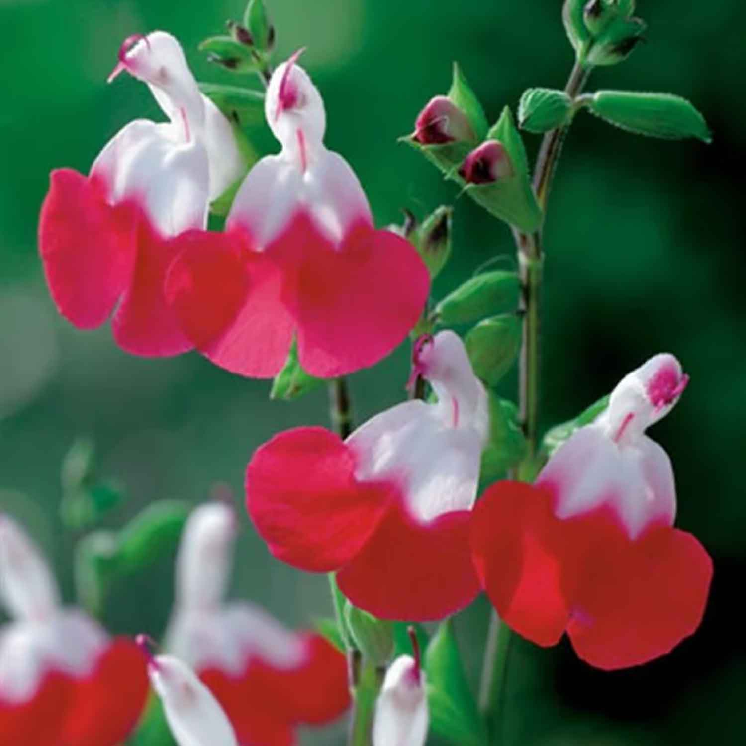 Salvia micron 'Heta läppar' P9