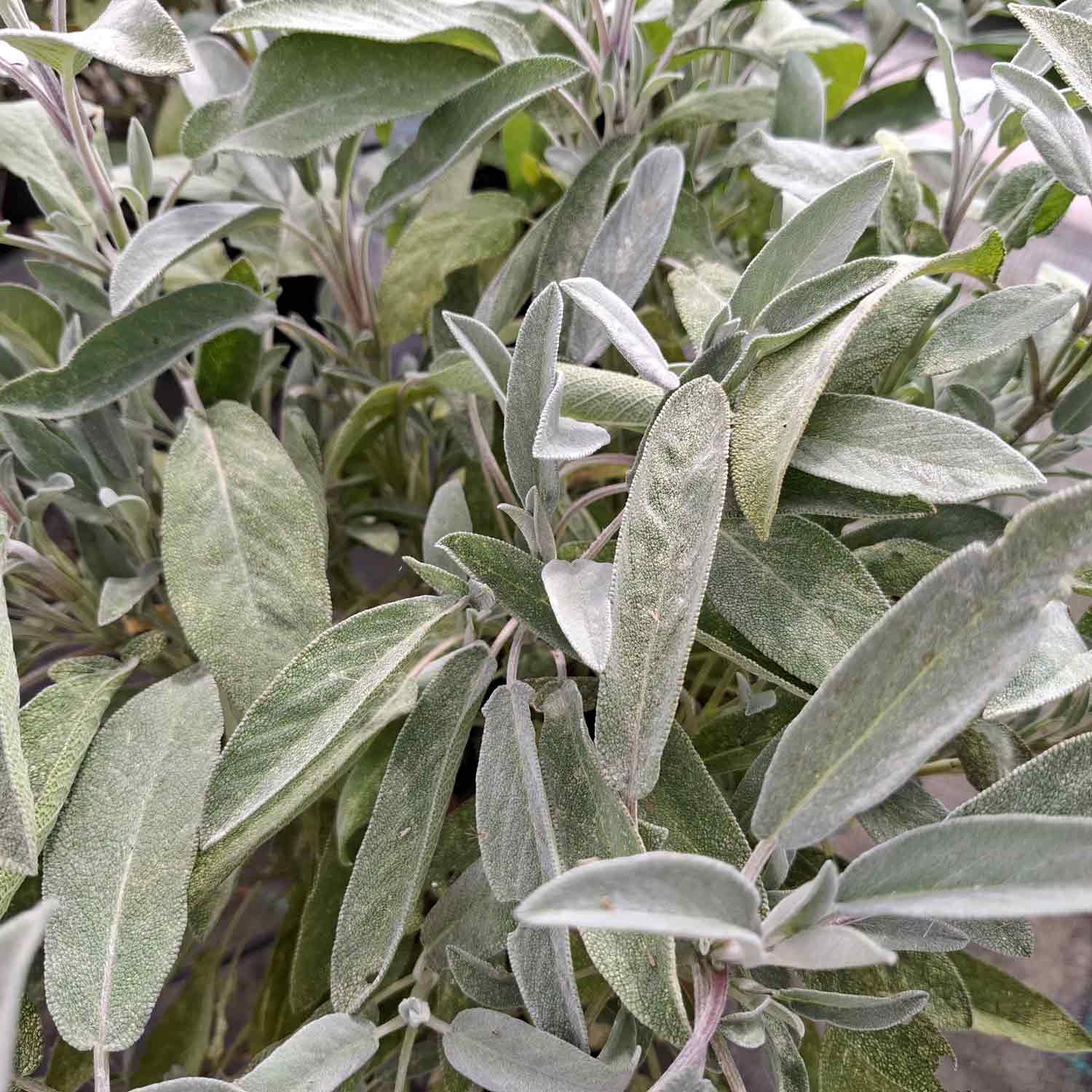 Salvia officinalis 2L