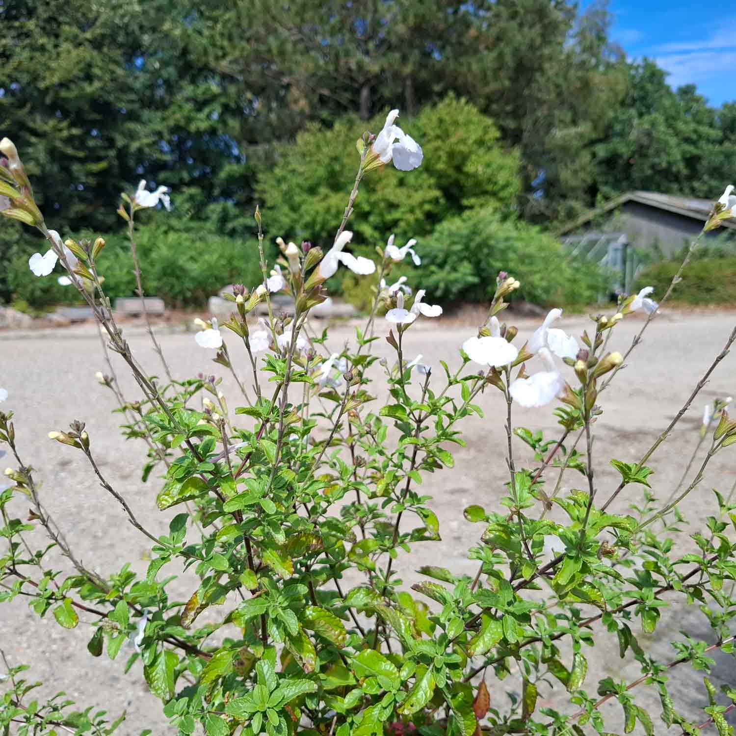 Salvia micr. 'Glaciers' P9