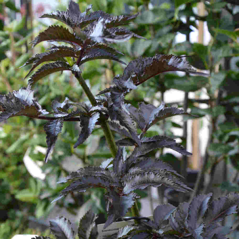 Sambucus nigra 'Black Tower' 40/50 C5