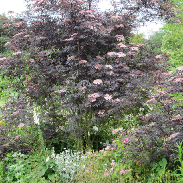 Sambucus nigra 'Black Lace' 40/50 C5