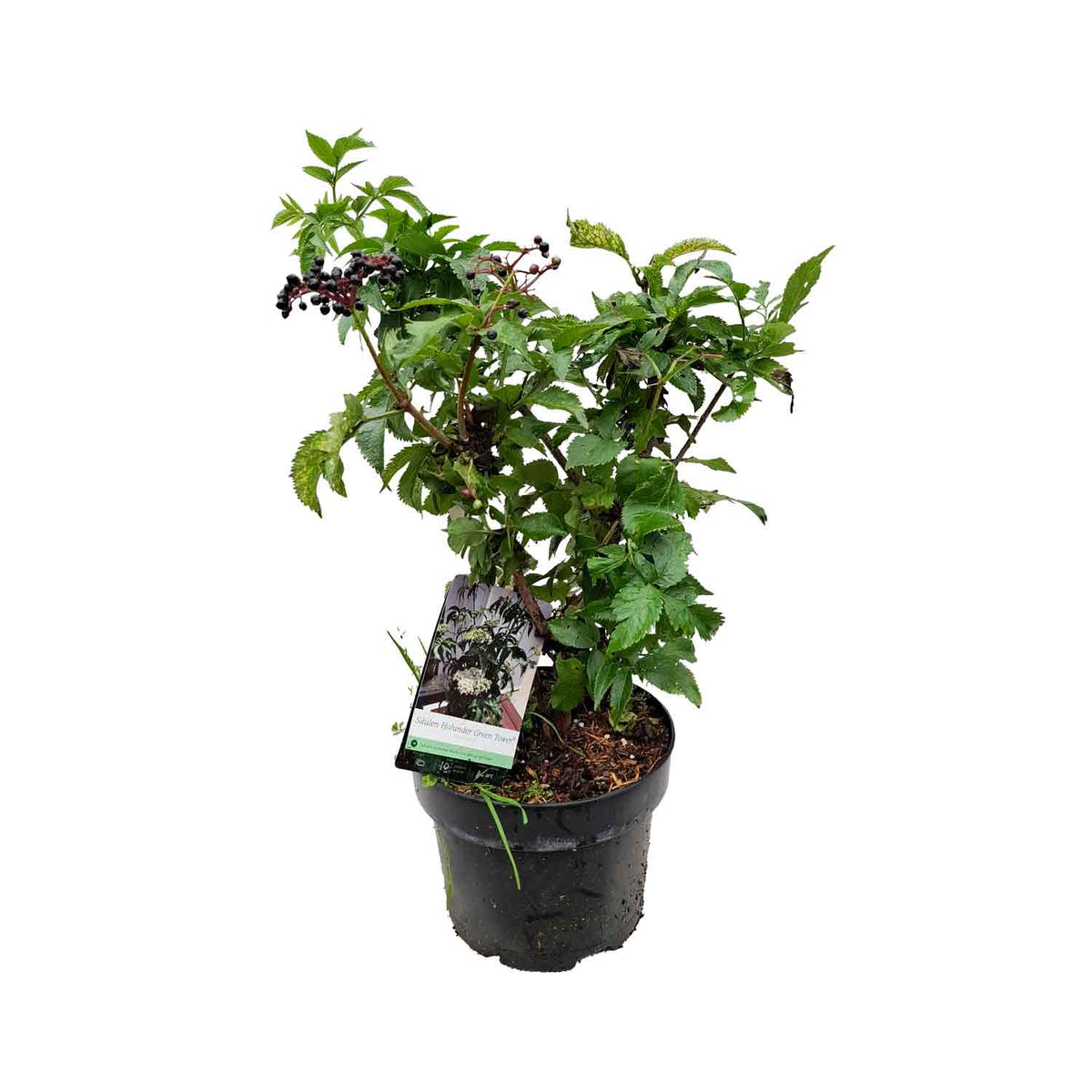 Sambucus nigra 'Green Tower' 40/50 C5