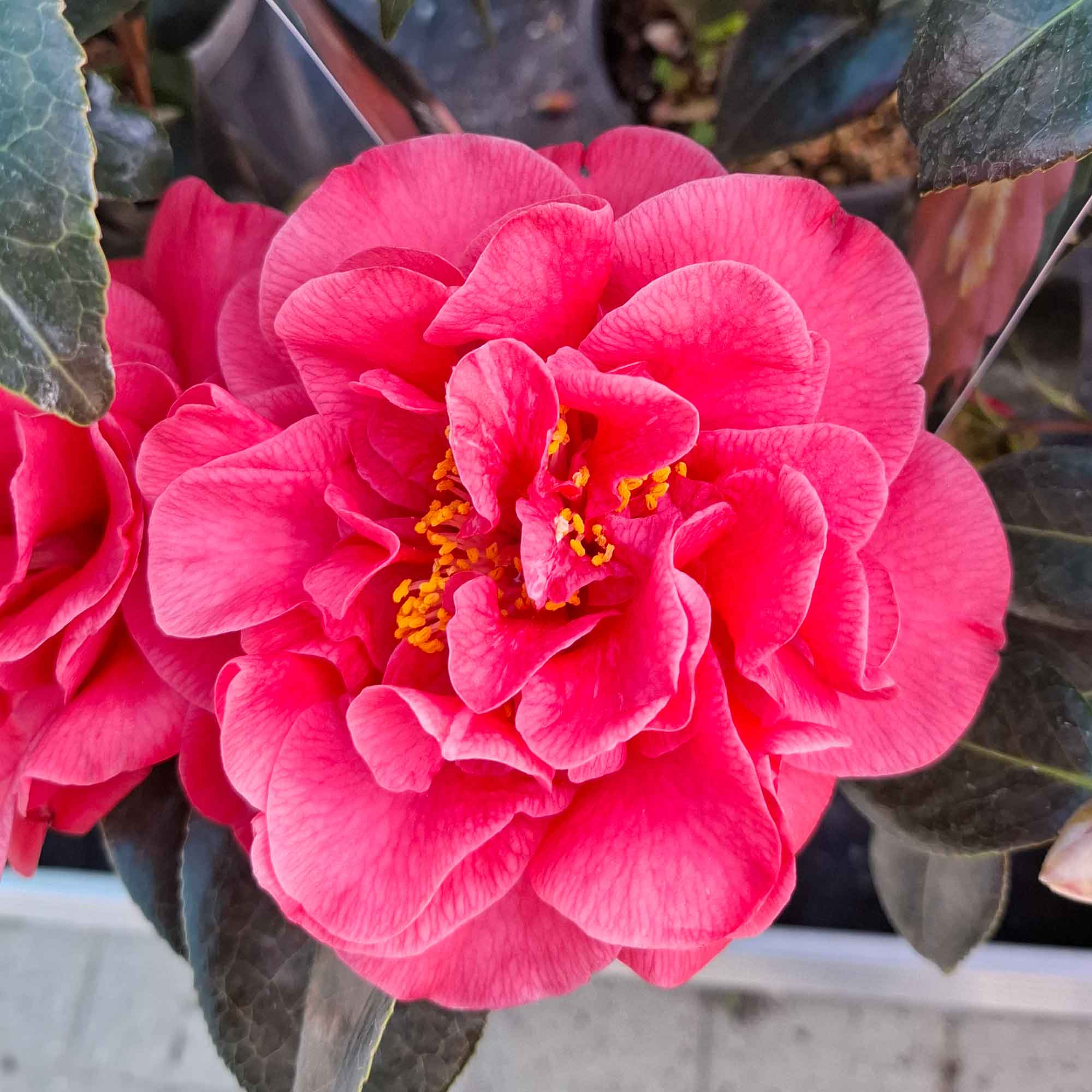 Camellia jap San Dimas 4.5L