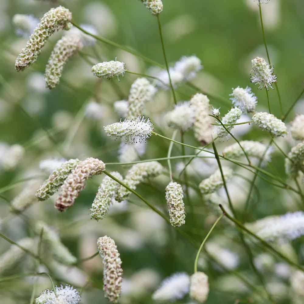Sanguisorba 'Burr Blanc' P9