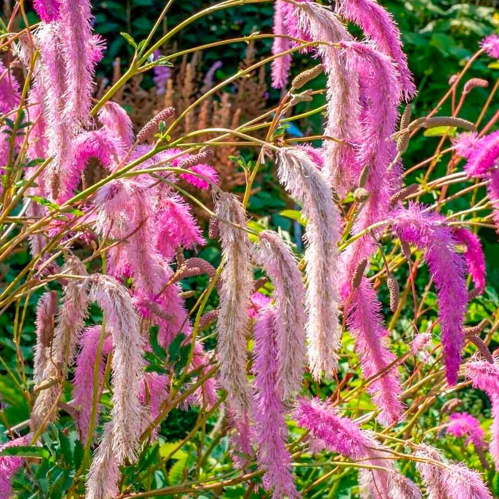 Sanguisorba hybrid 'Pink Brushes' 1L