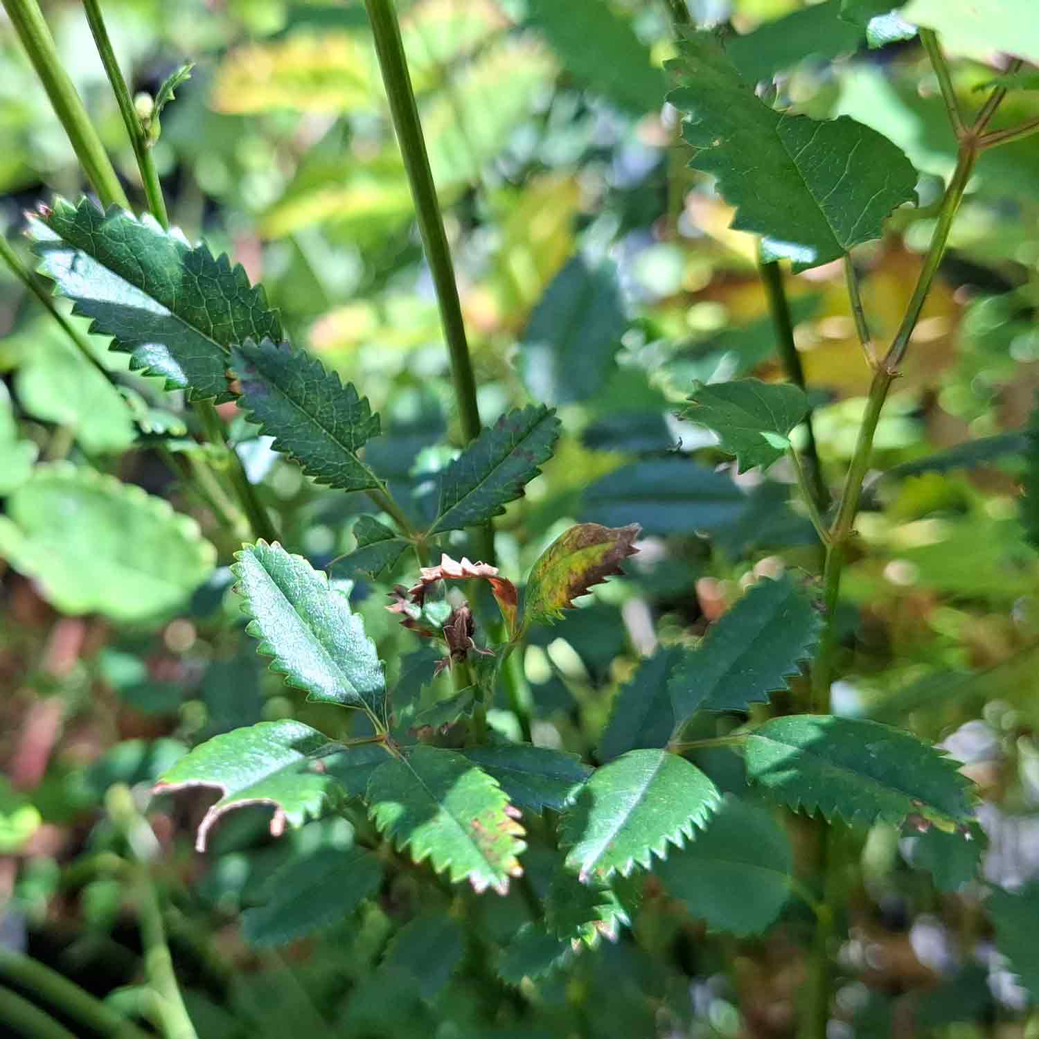Sanguisorba 'Stolt Maria' P9