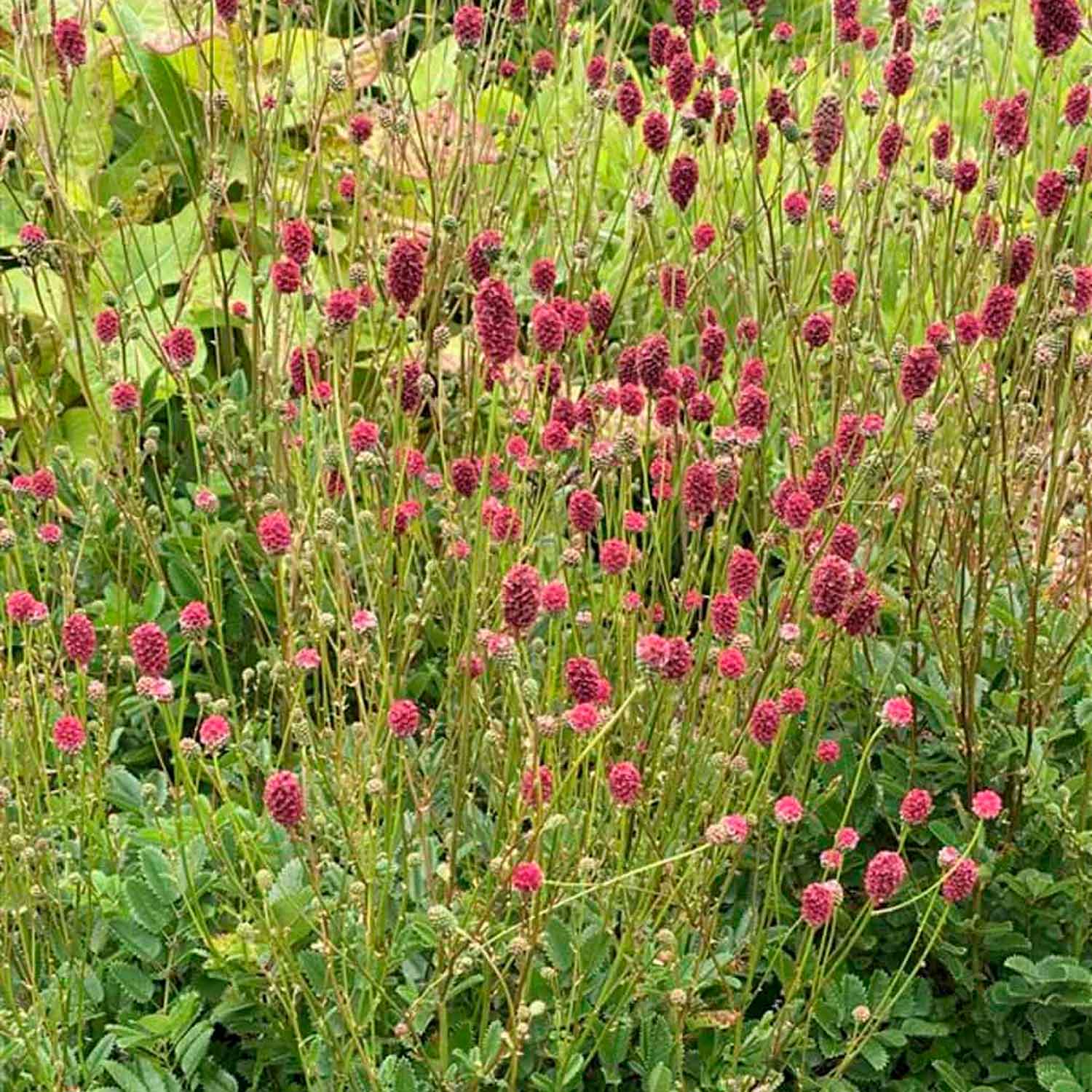 Sanguisorba 'Proud Mary' P9