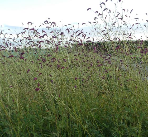 Sanguisorba hybrid 'Ankum's Thrums' 2L