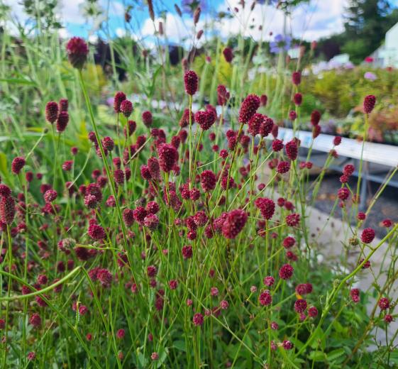 Sanguisorba officinalis 'Proud Mary' 1L