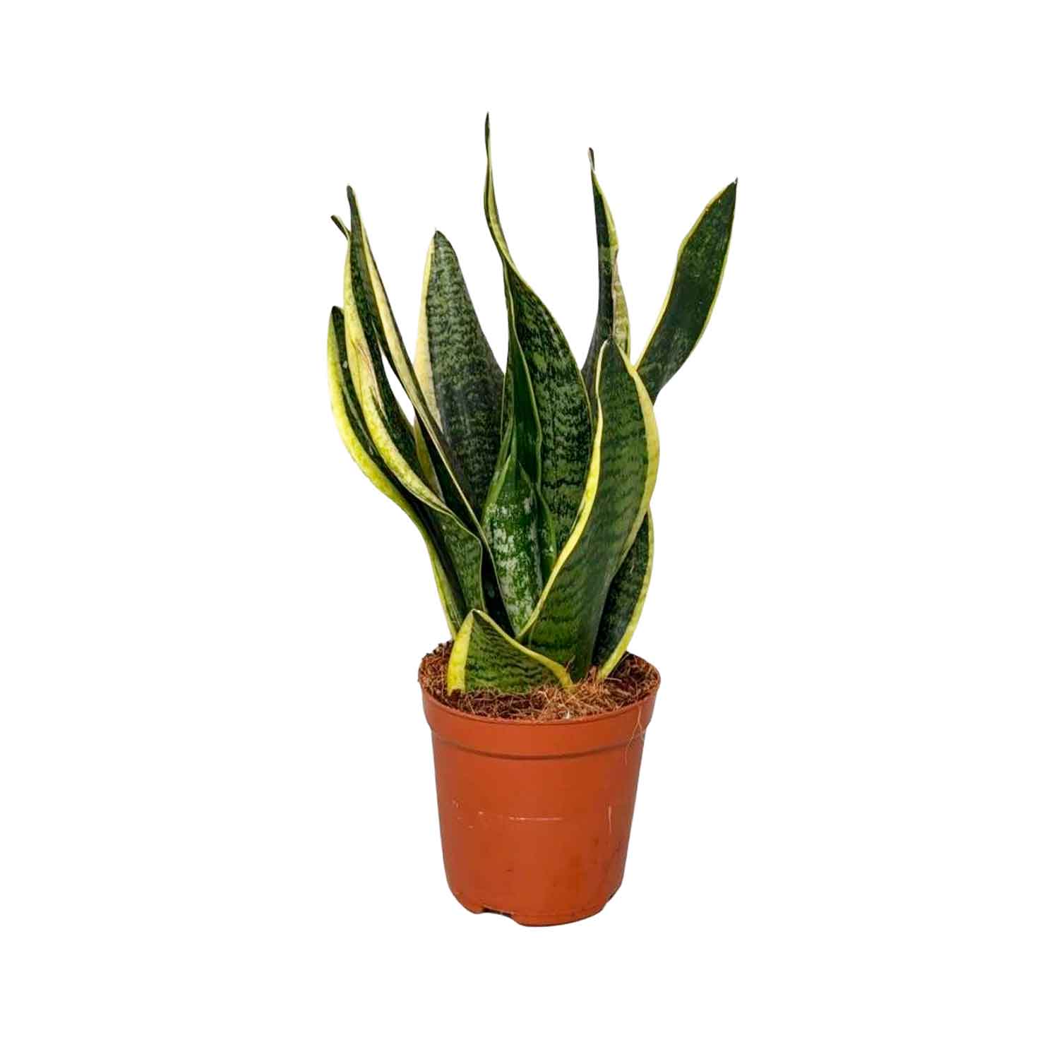 Sansevieria trif. 'Futura Superba' 12cm