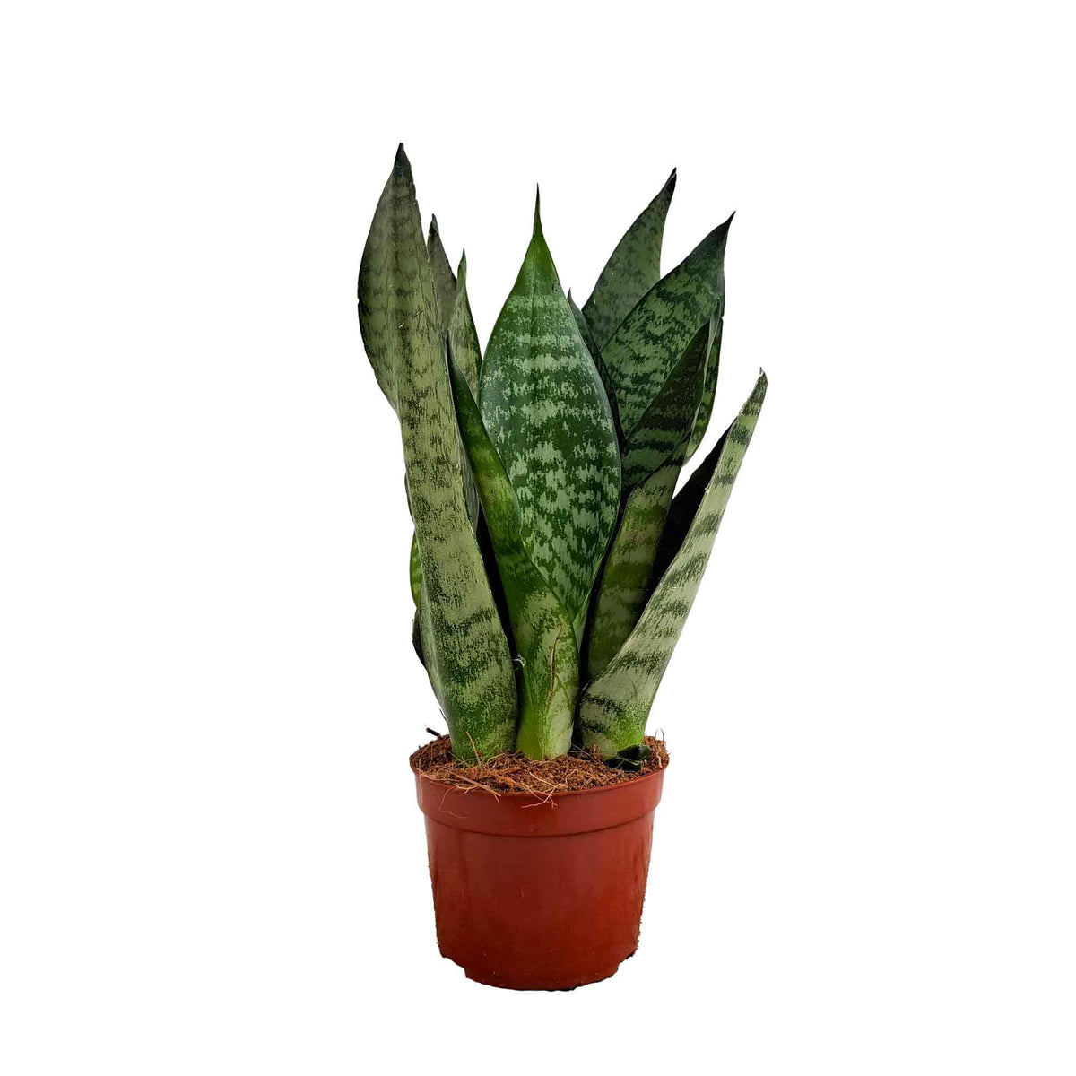 Sansevieria zeylanica 9cm