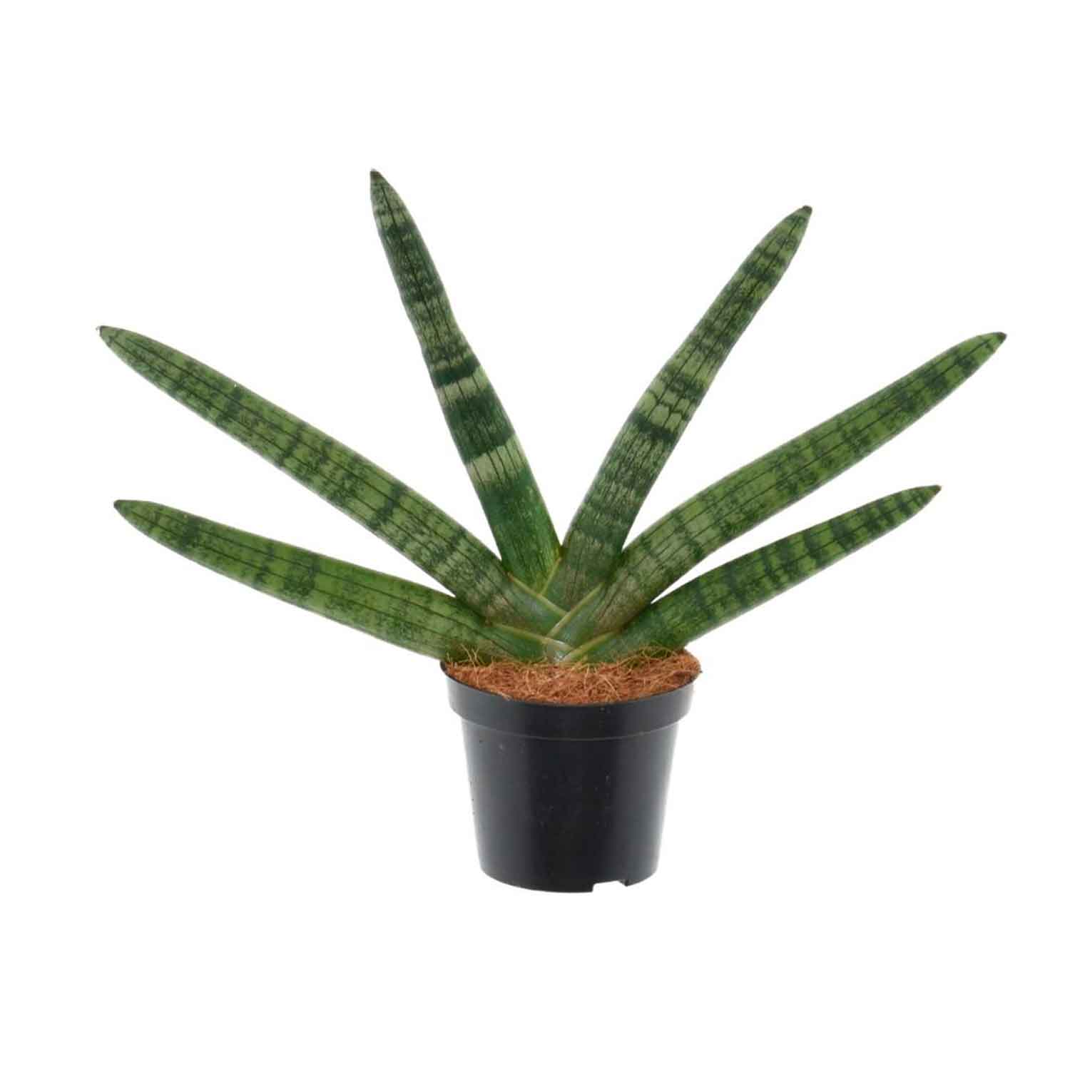 Bayonet plant