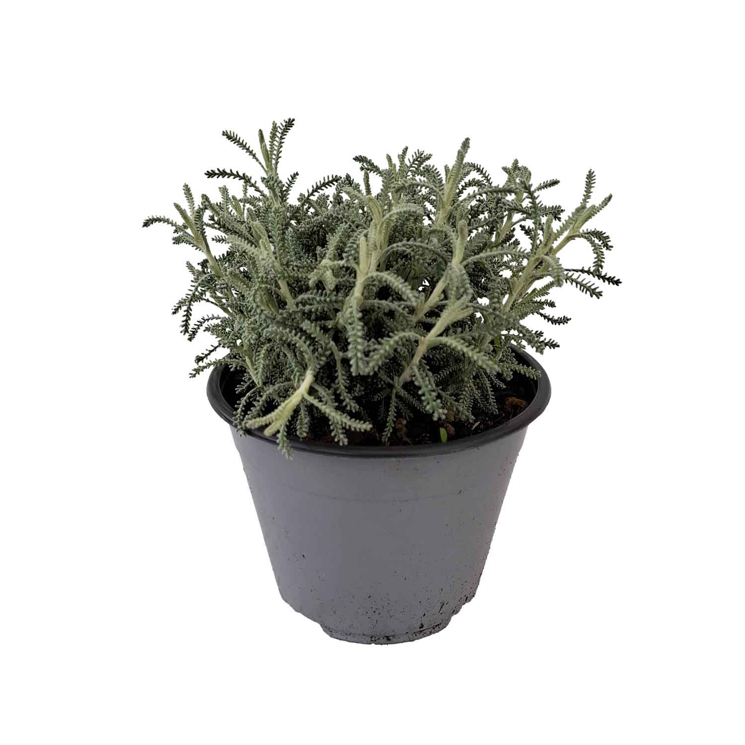 SANTOLINA BUSH D14 - Santolina chamaecyparissus