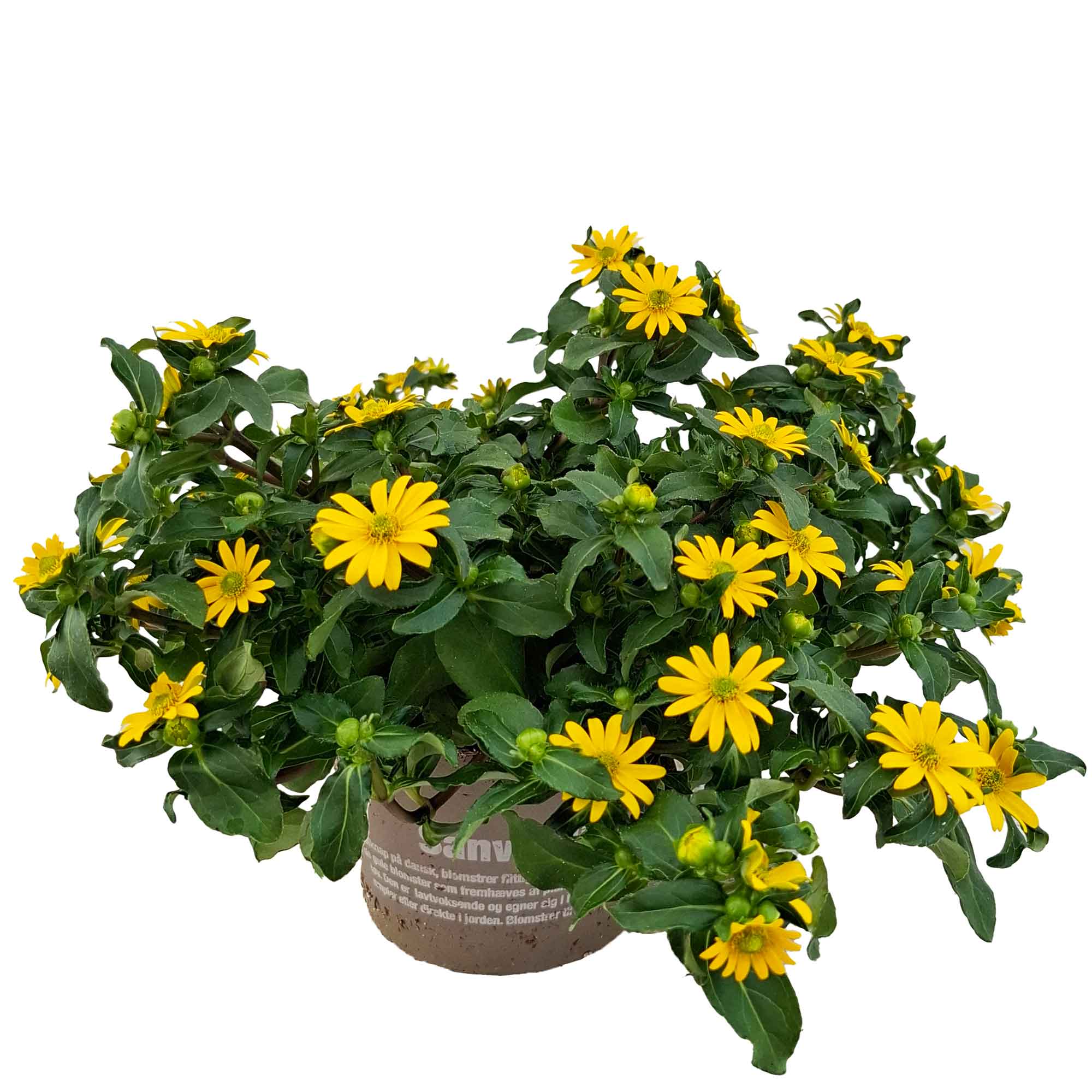 Sanvitalia Bush D14