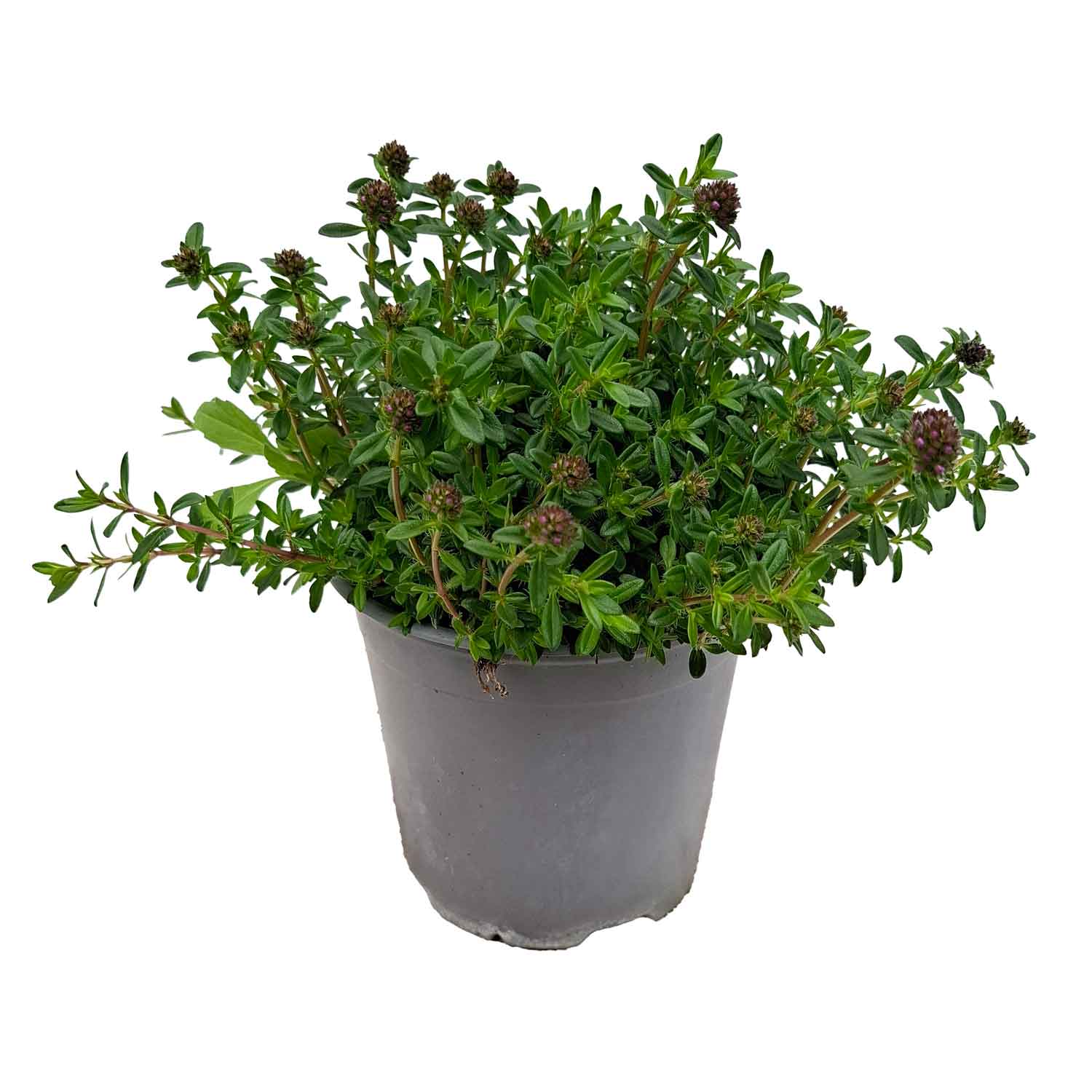 SAVORY BUSH D14