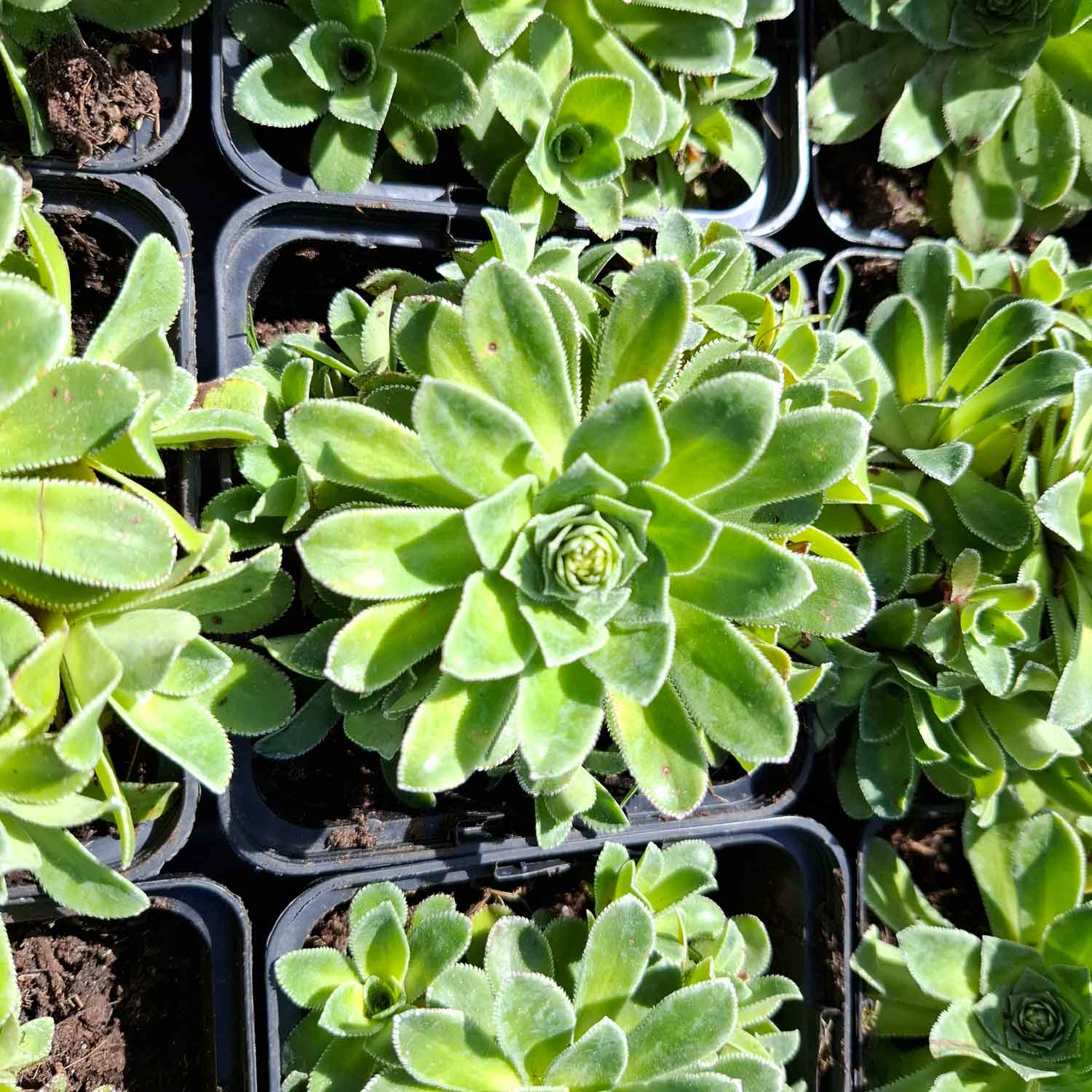 Saxifraga cot. 'Southside Seedling' P9