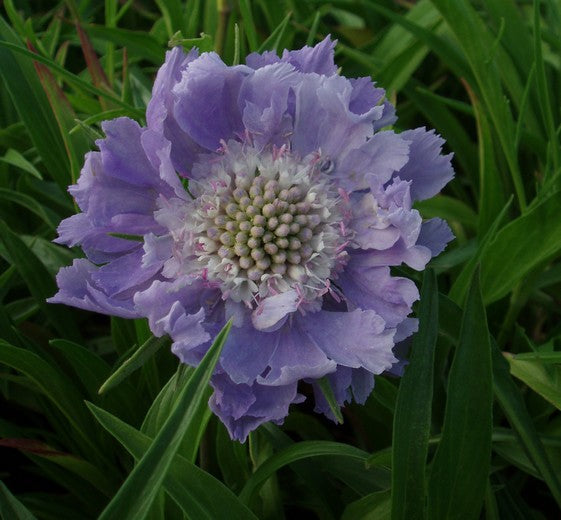 Scabiosa caucasica 'Perfecta' 1L