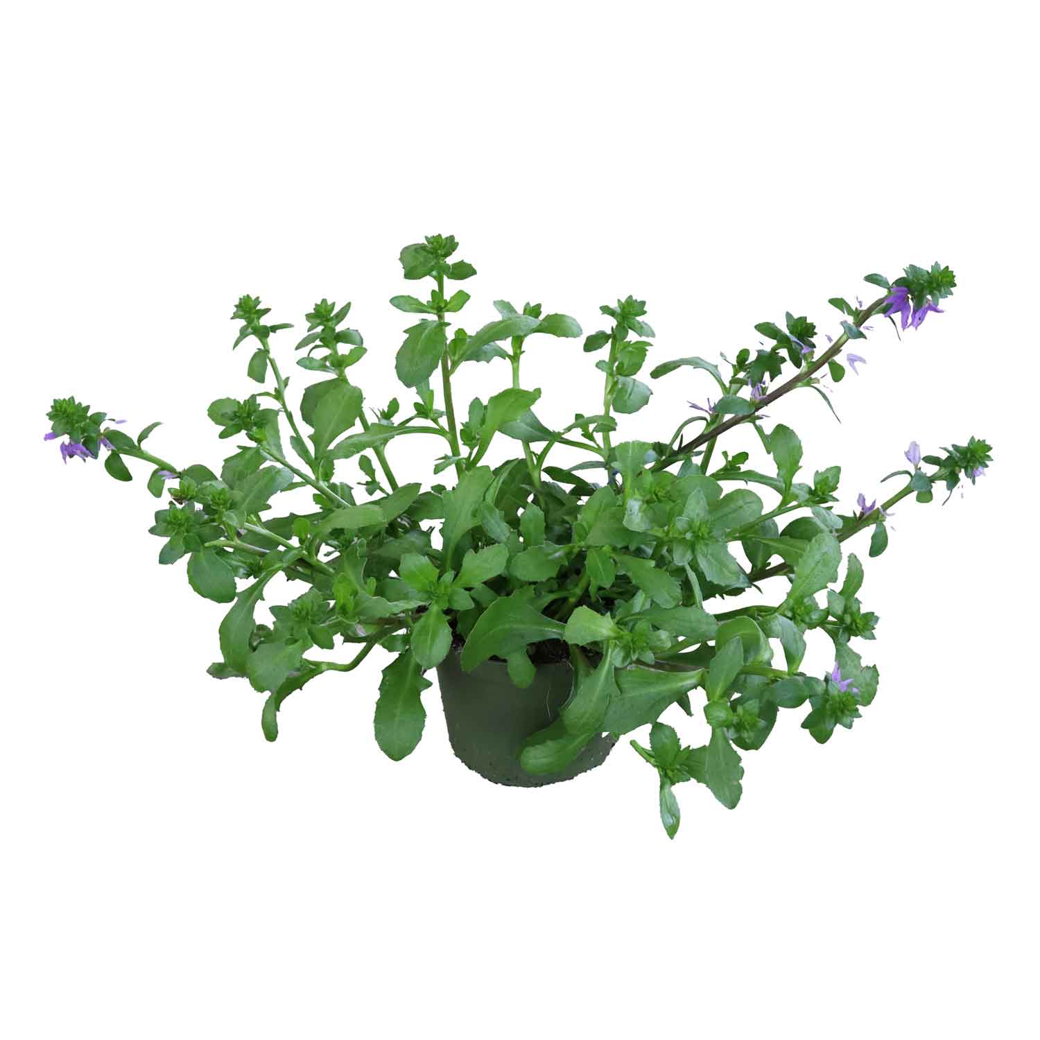 Scaevola aemula 10,5 cm