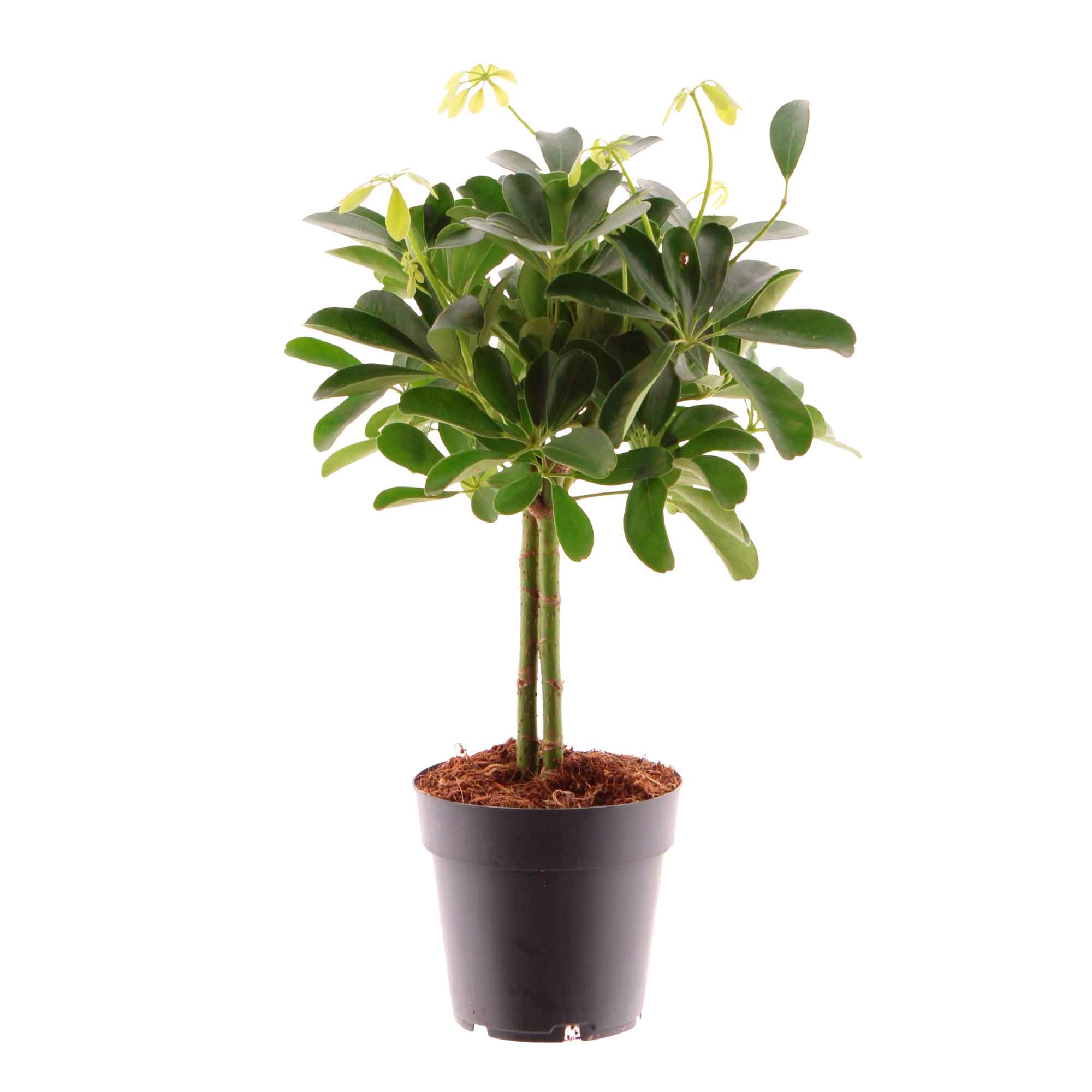 Schefflera arb. 'Nora' stem 14cm