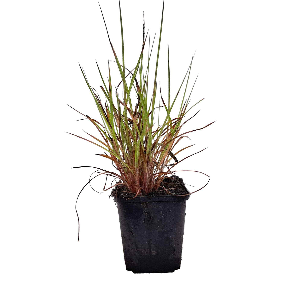 Schizachyrium s. 'Ha Ha Tonka' P9
