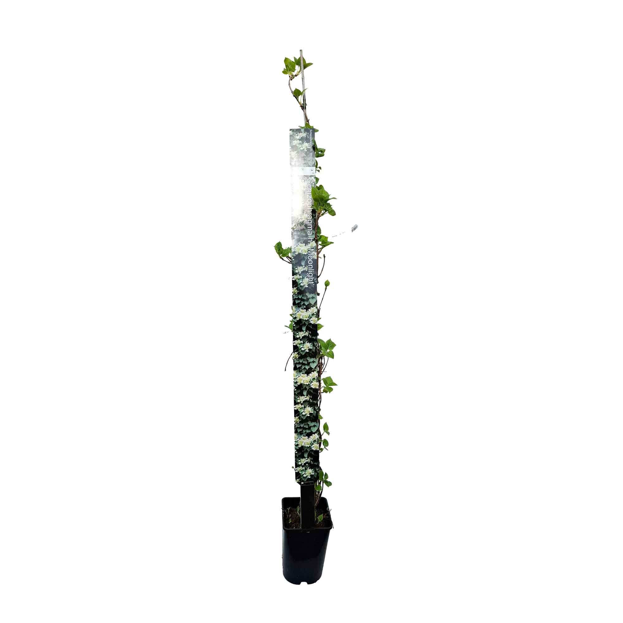 Schizophragma h. 'Moonlight' 100-125cm 5,5L