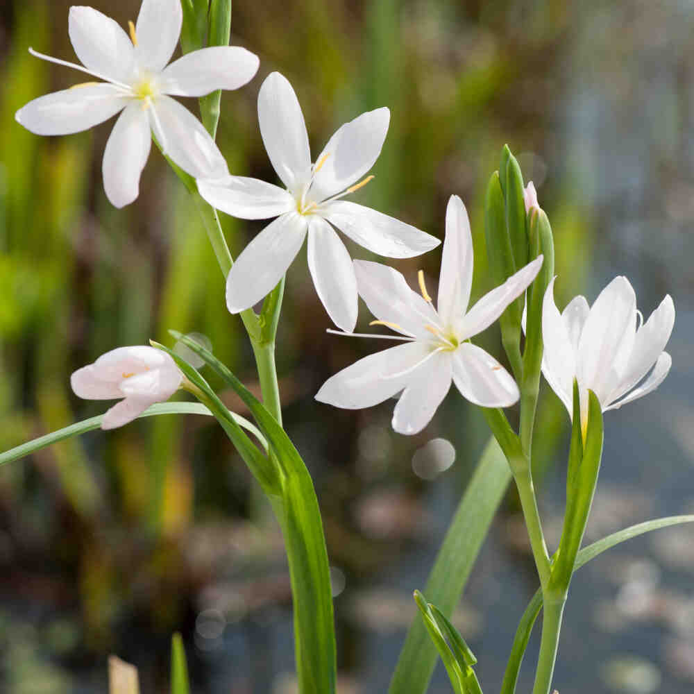 Schizostylis coccinea Alba (18x18cm)