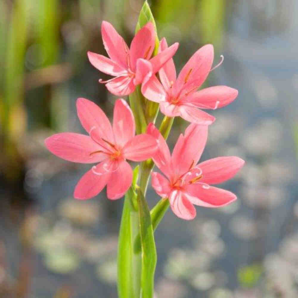 Schizostylis coccinea Mrs Hegarty 9 cm. pott.