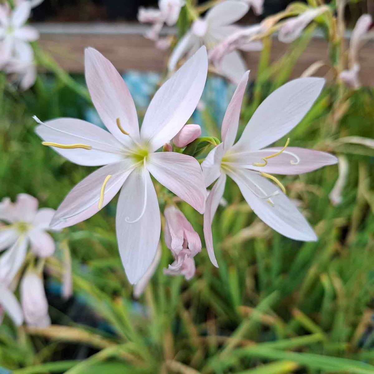 Schizosylis coccinea 'Alba' P9