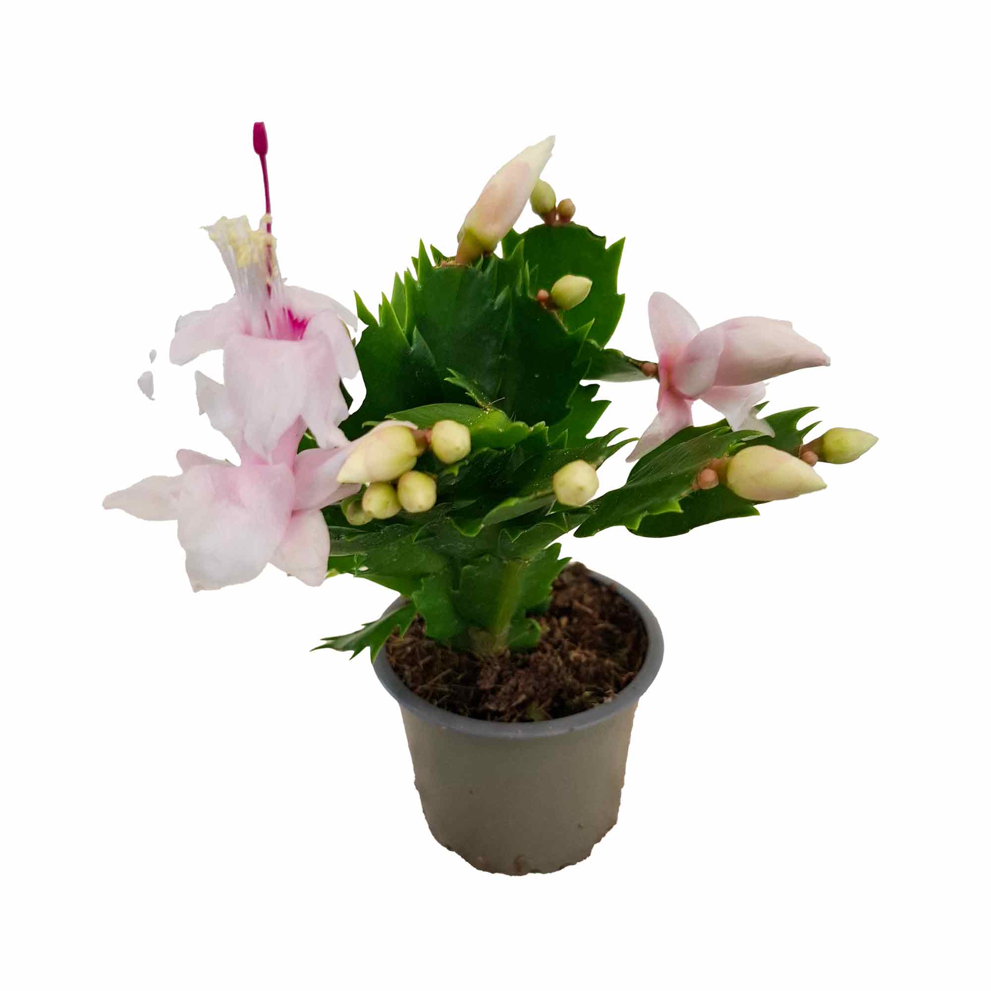Schlumbergera Cecilie White - Christmas cactus
