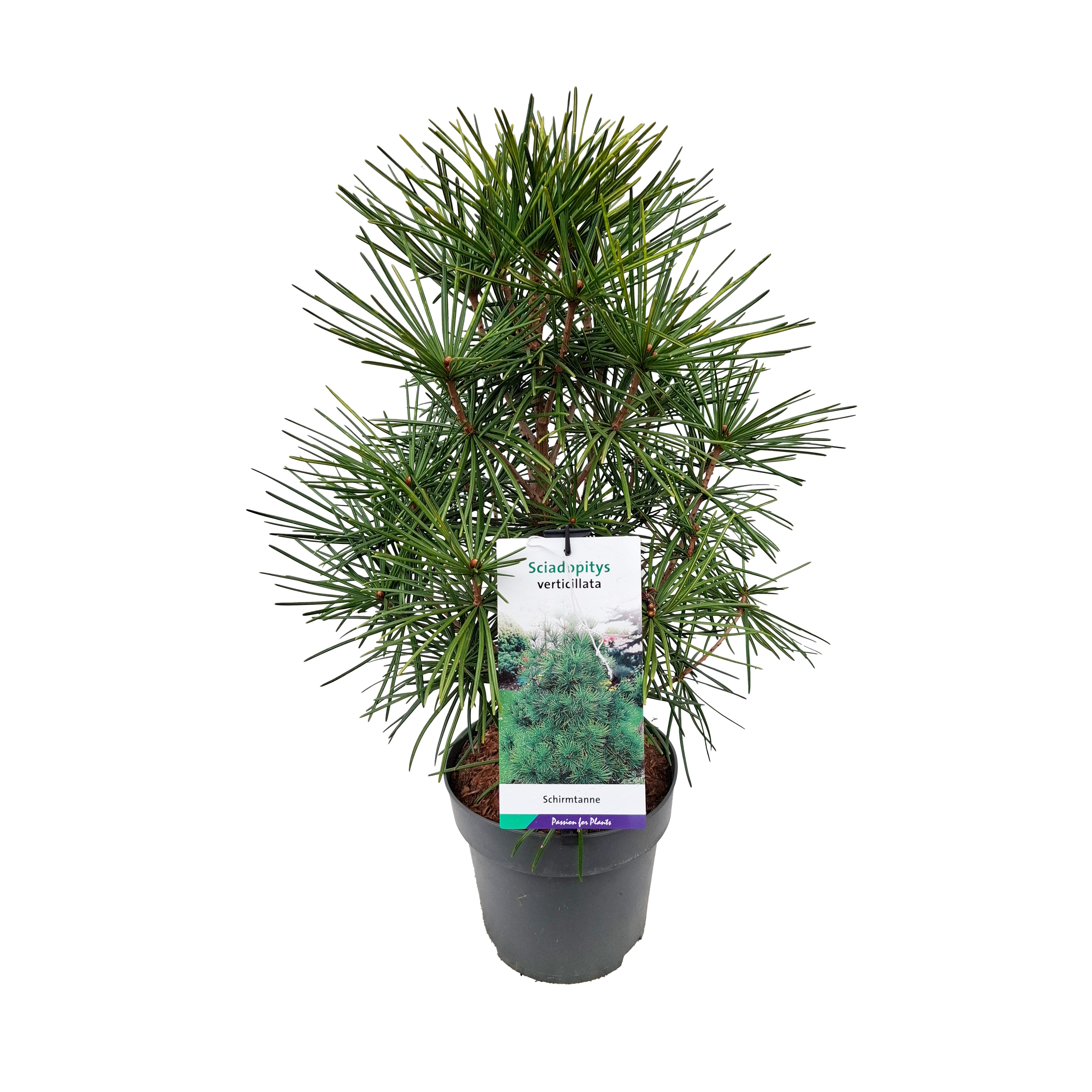 Sciadopitys verticillata 40-50 C5
