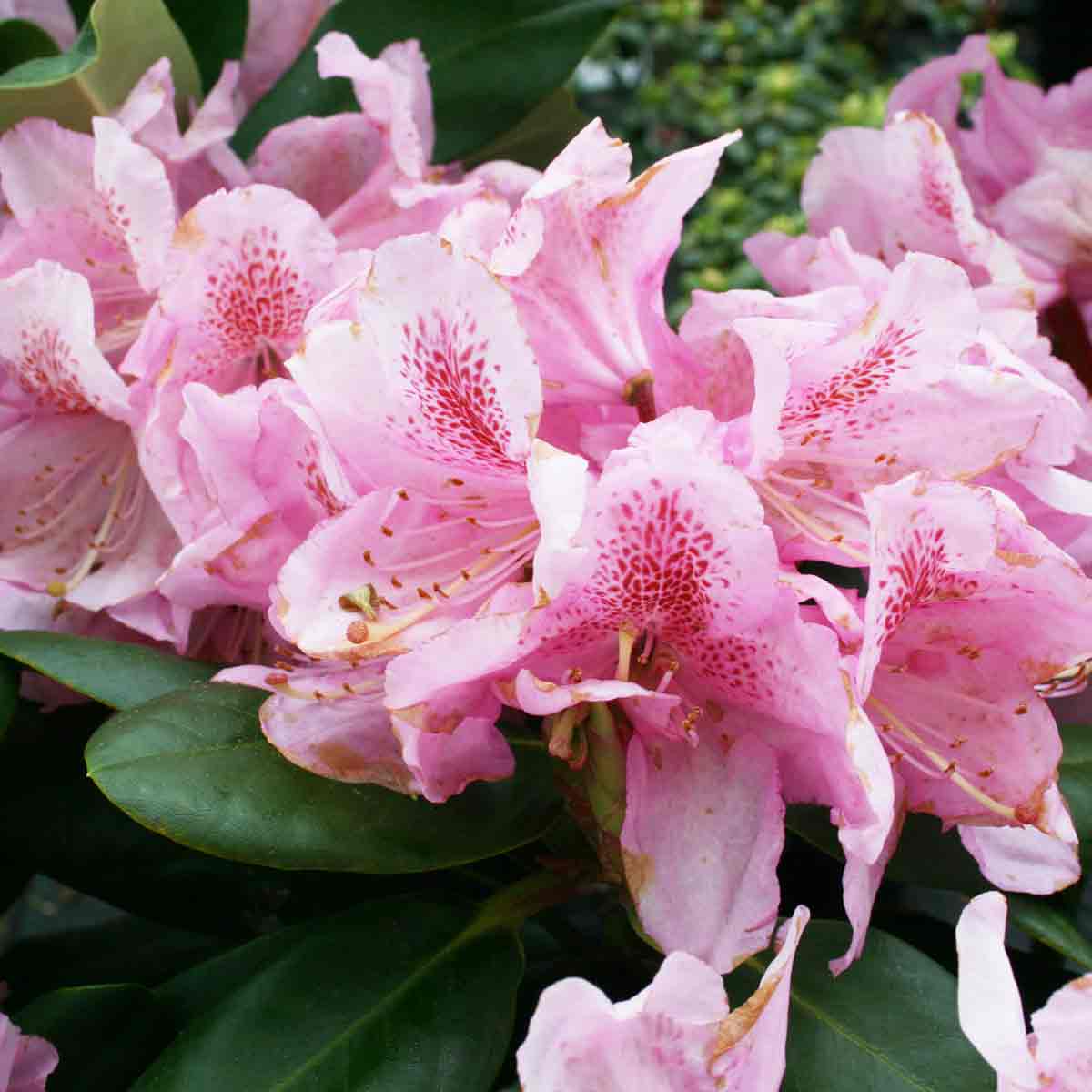 Rhododendron 'Scintillation' C5 30-40 CM