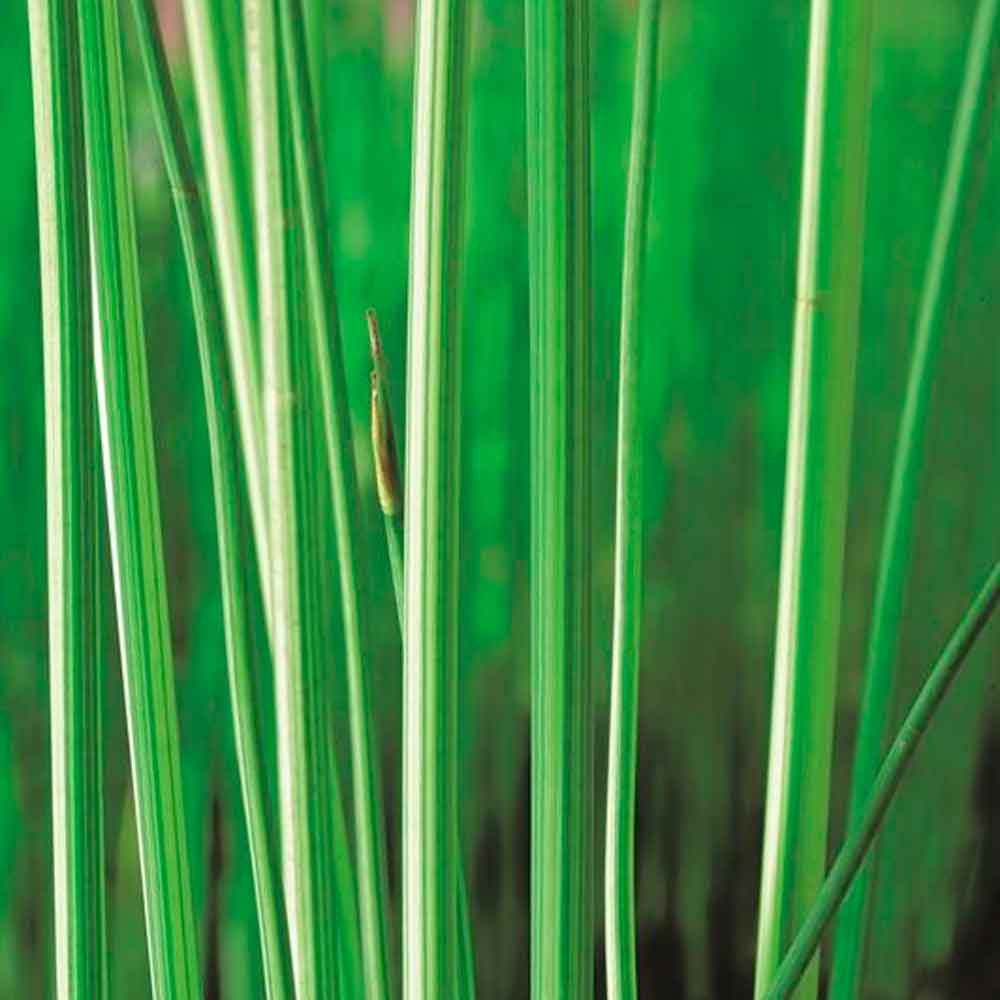 Scirpus lacustris Albescens P9