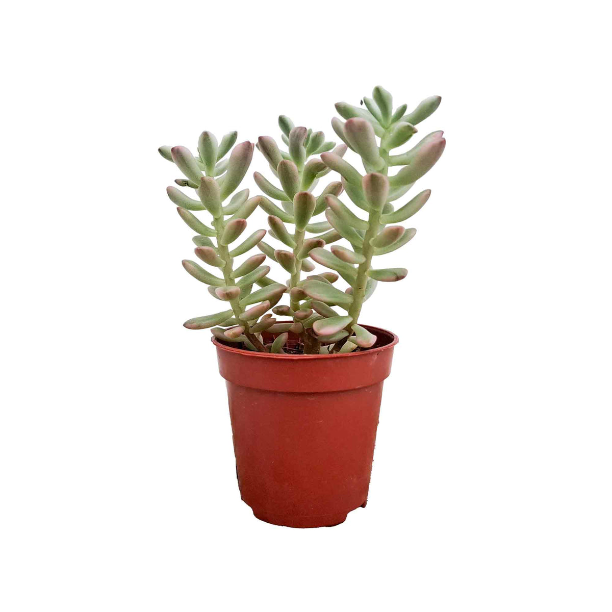 Sedum Alice Variegata 5,5cm