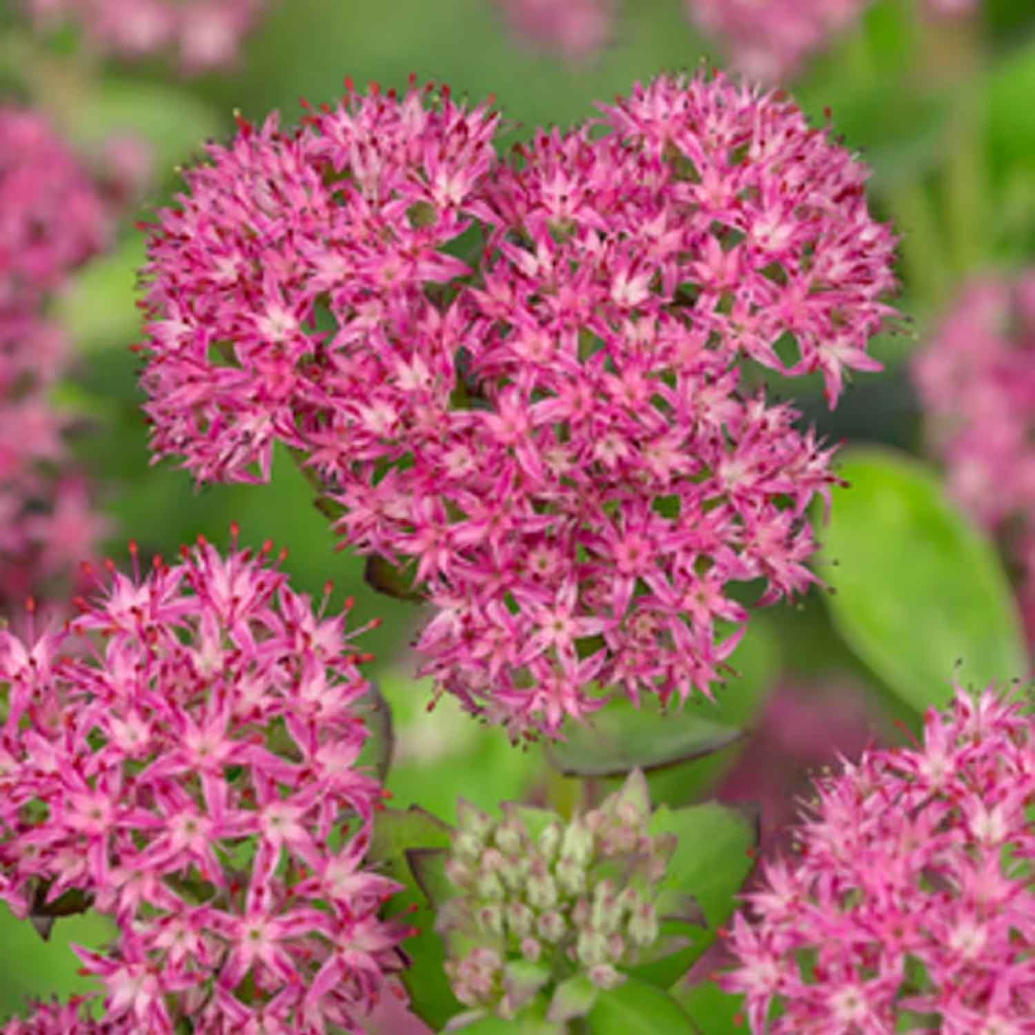 Sedum 'Carl' 2L