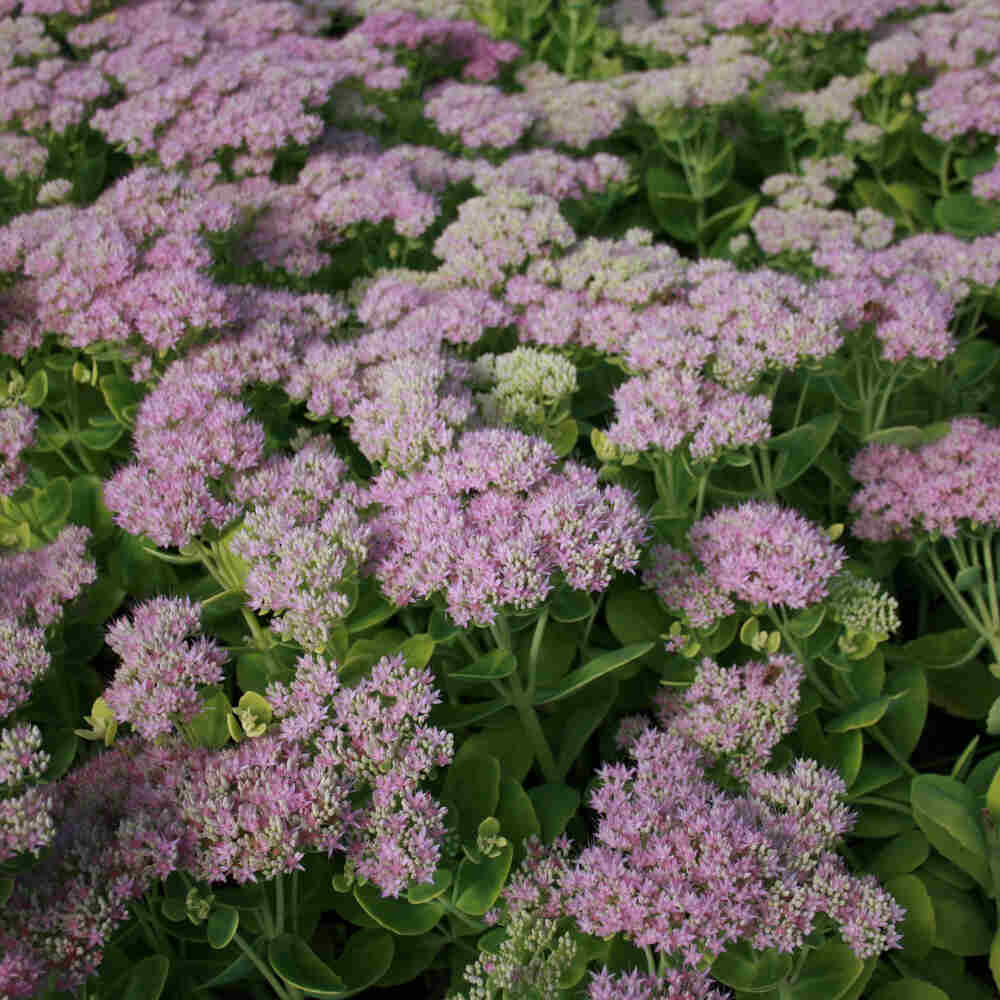 Sedum spectabile 'Brillant' P9