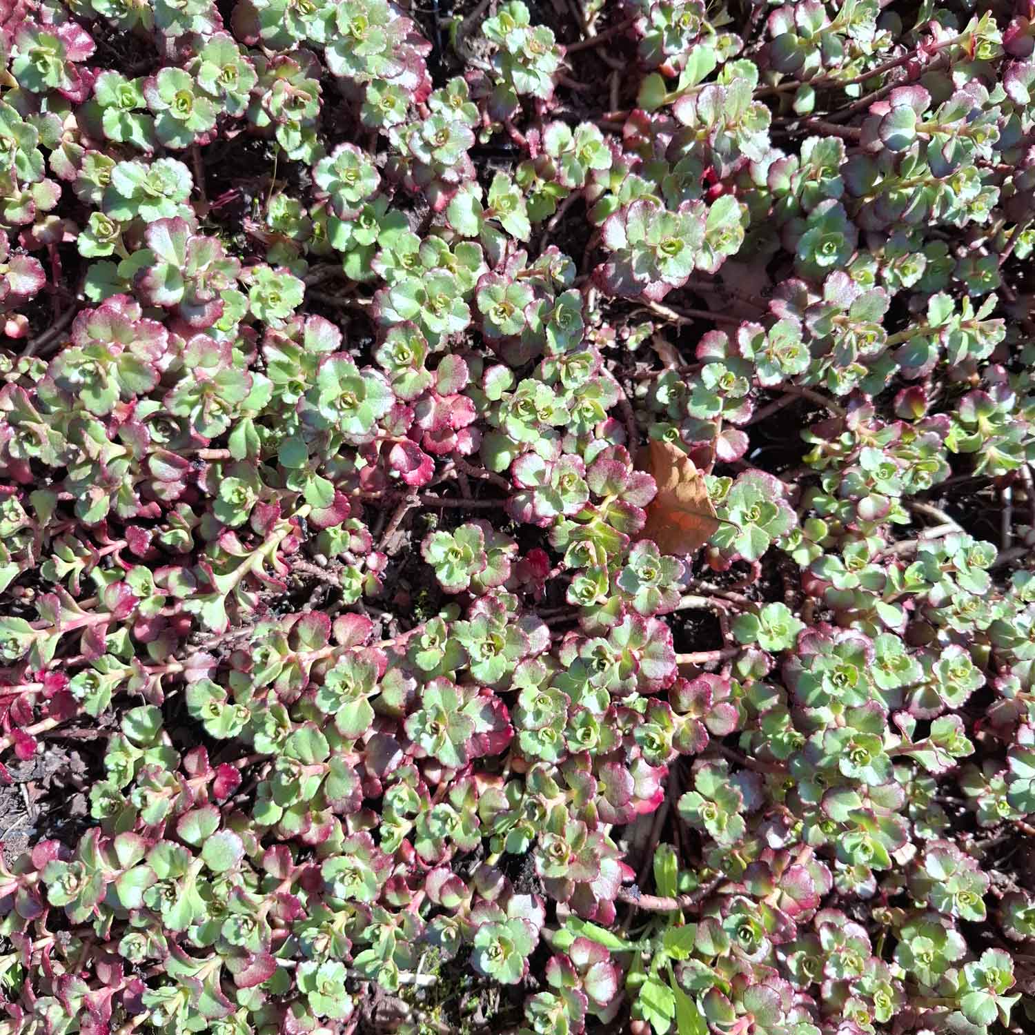 Sedum spurium 'Fuldaglut' 2L