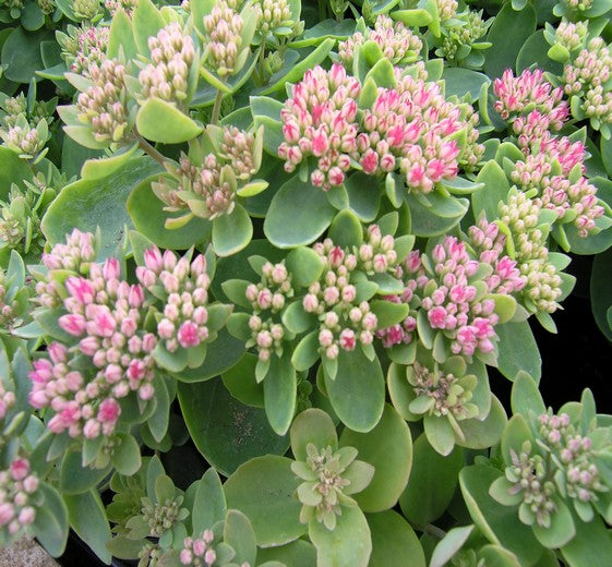 Sedum spectabile 'Brillant' 1L
