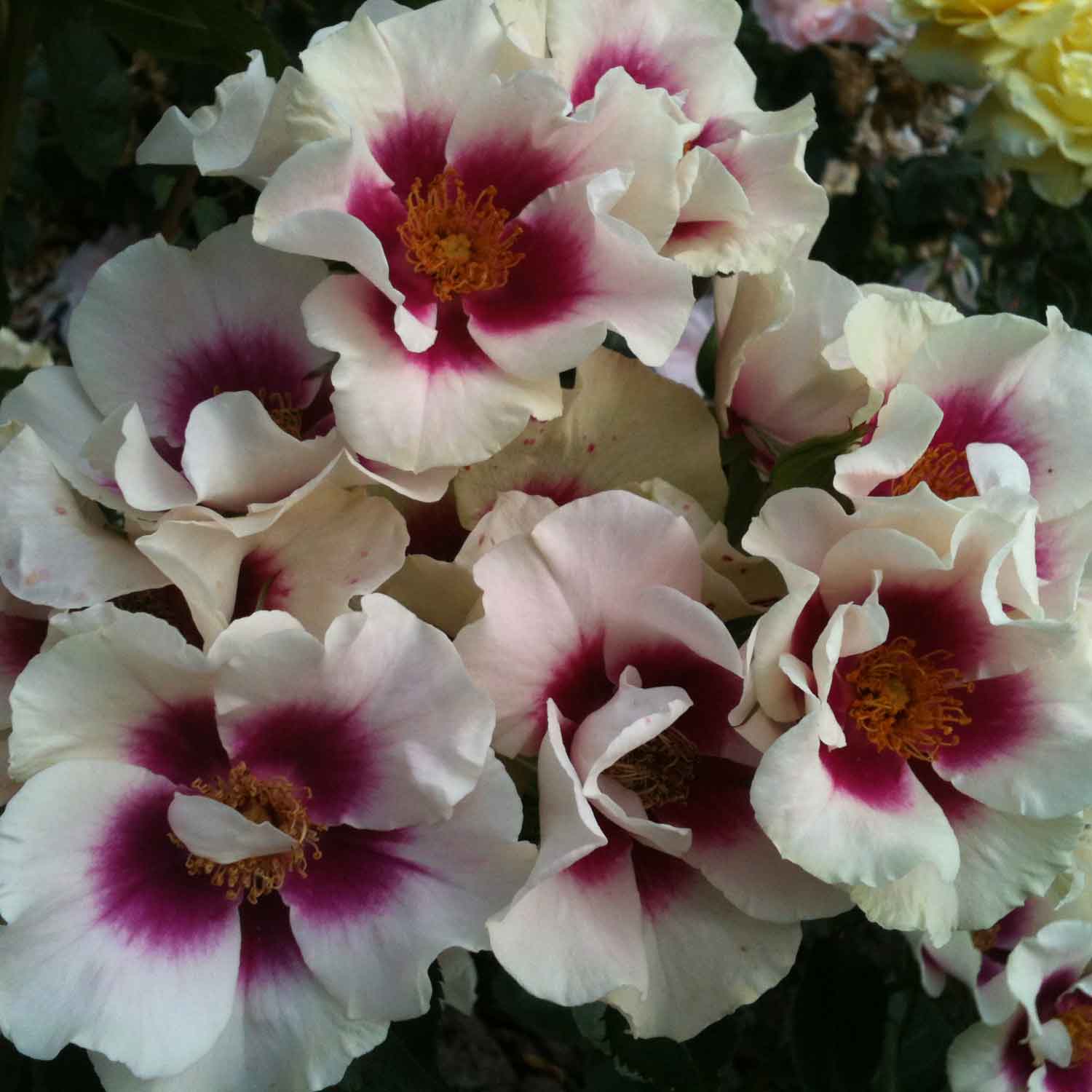 Rose SEE YOU in purple